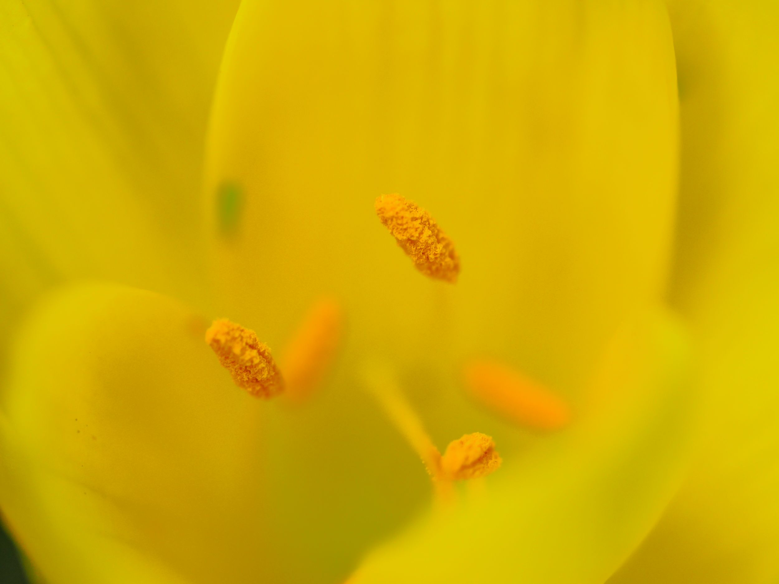 garden (31 of 46).jpg
