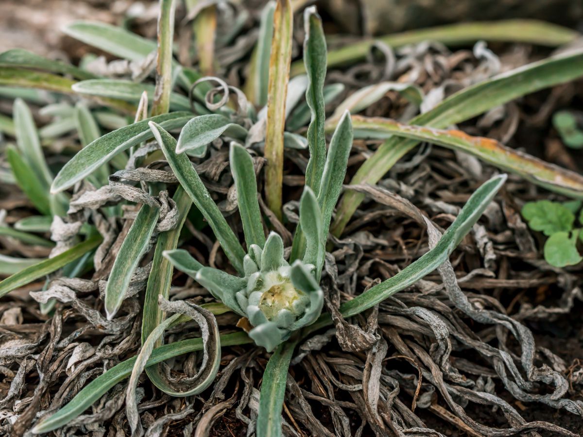 garden_10-37.jpg