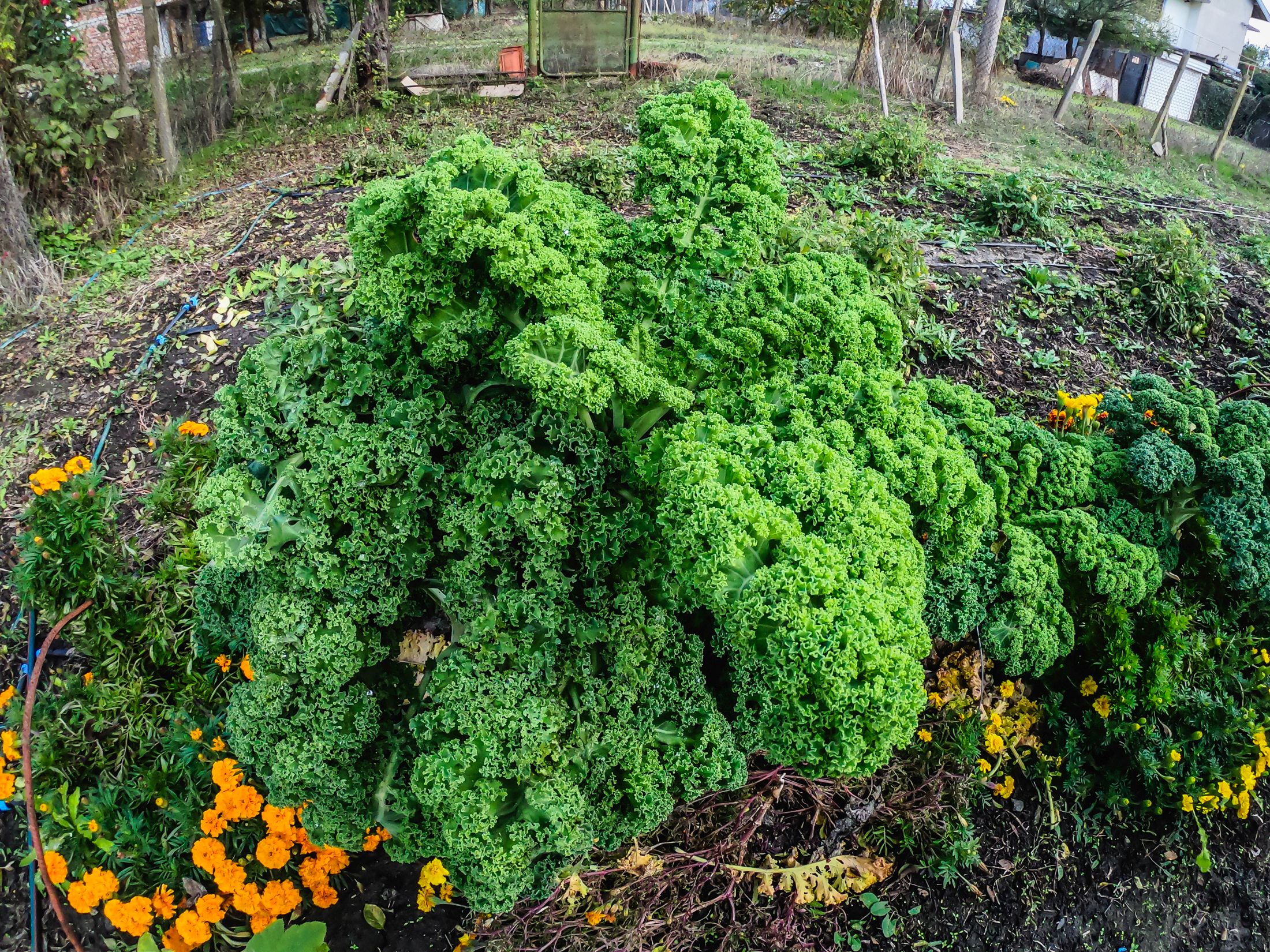 garden (10 of 32).jpg