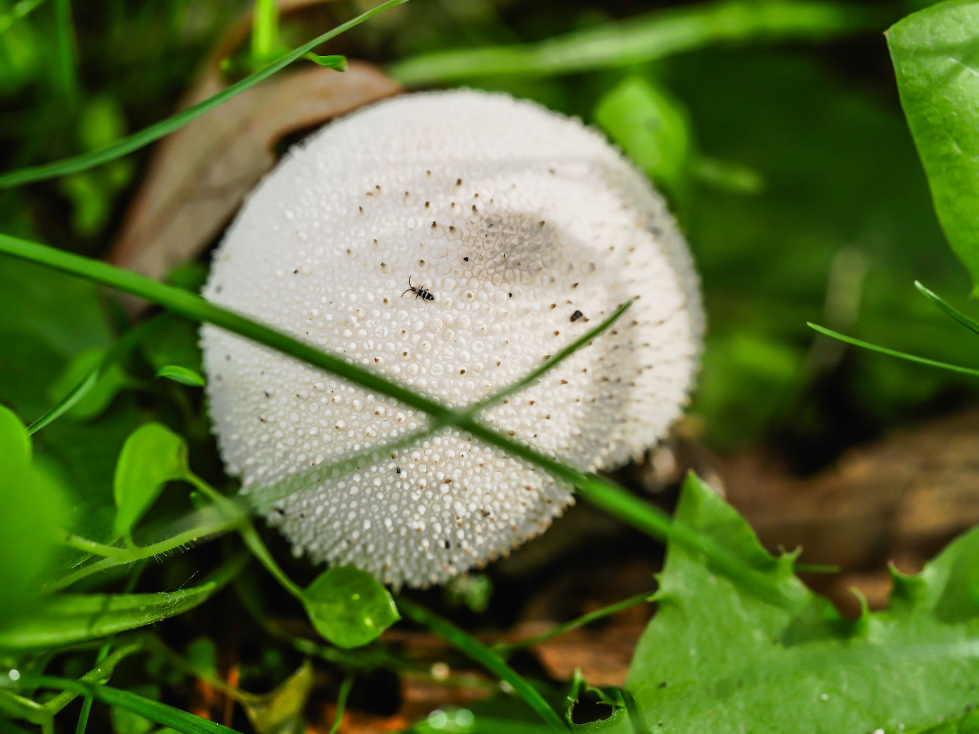 mushroom-7.jpg