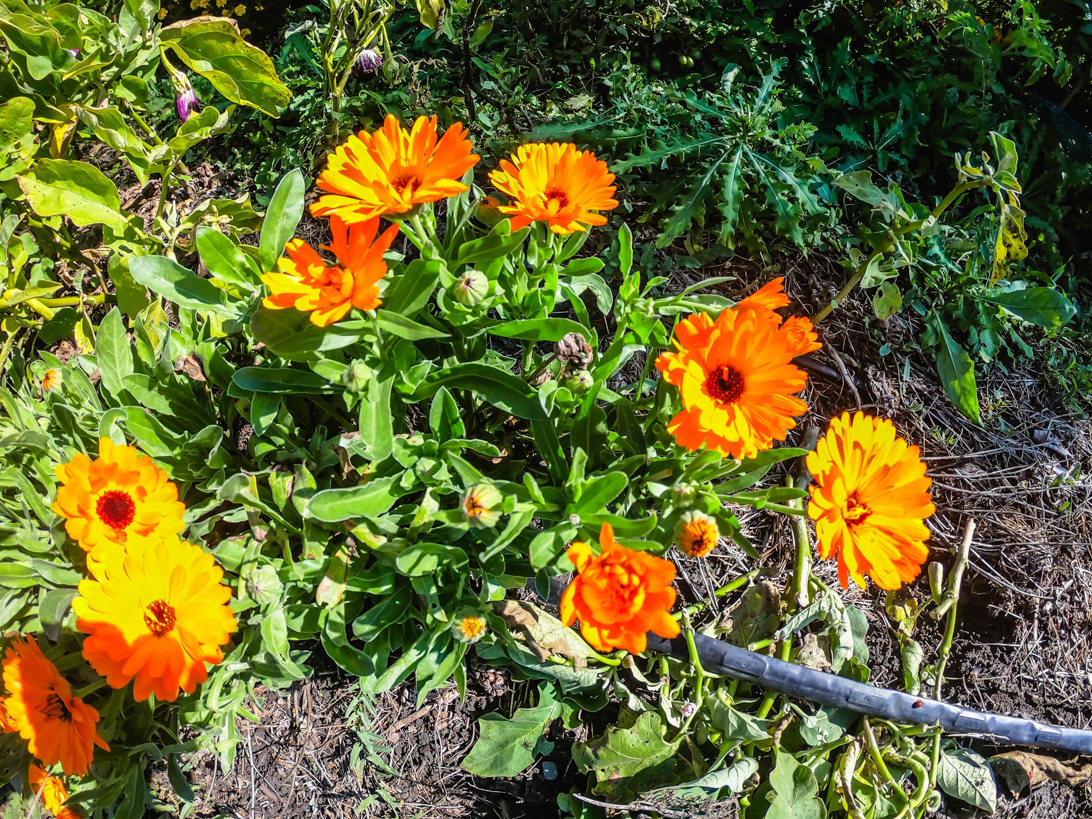 garden (24 of 32).jpg