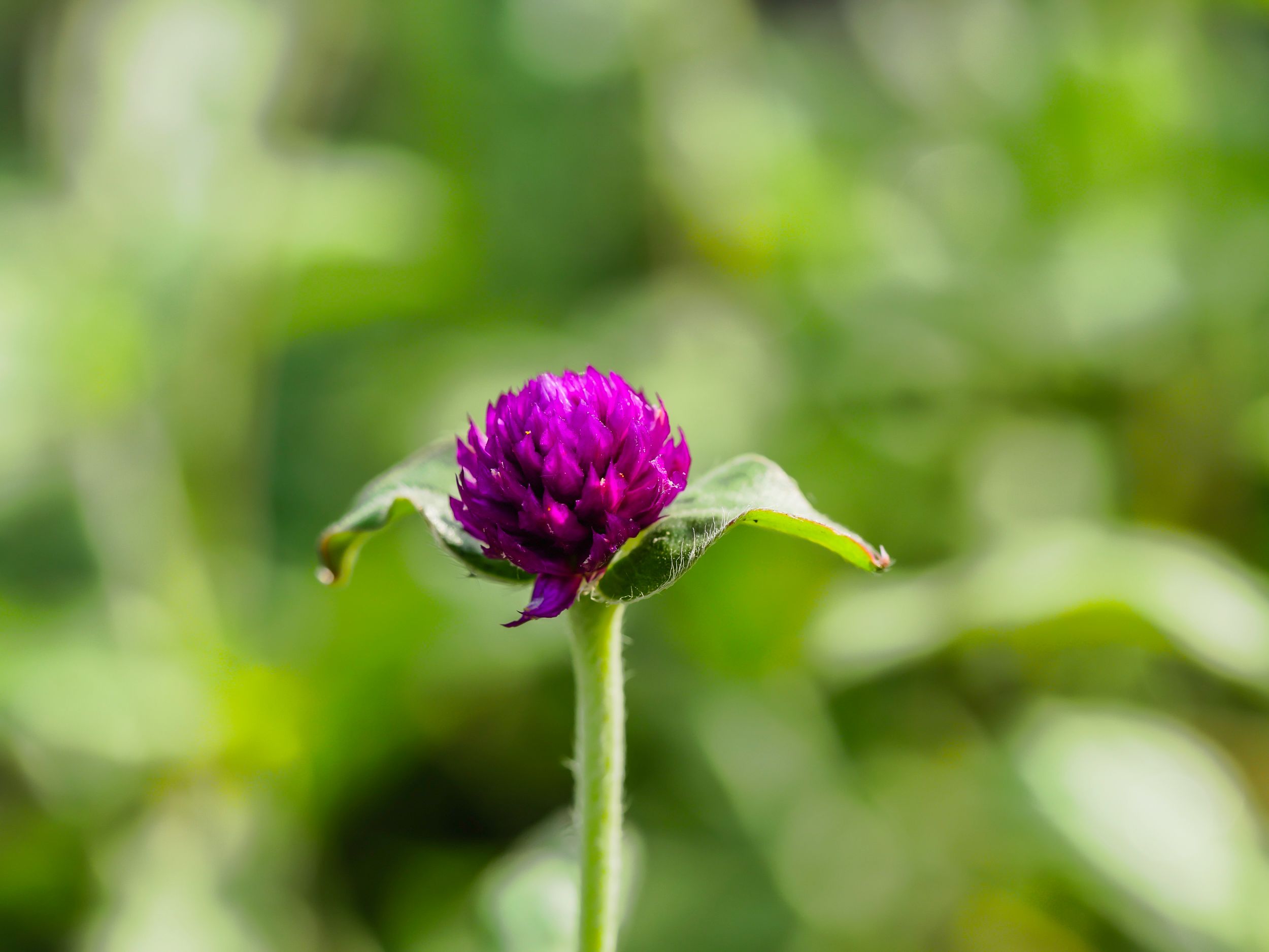 garden (64 of 78).jpg