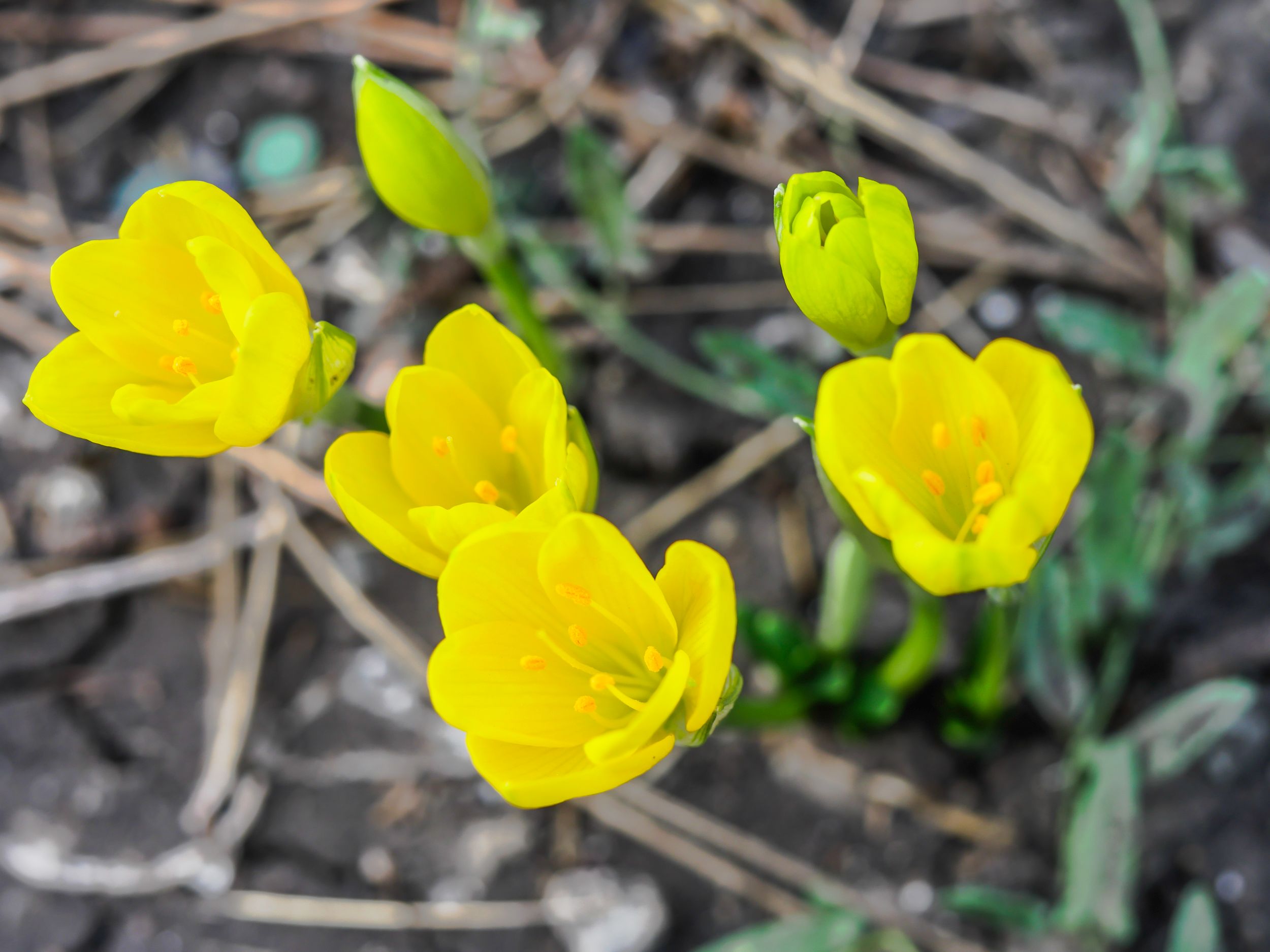garden (44 of 46).jpg