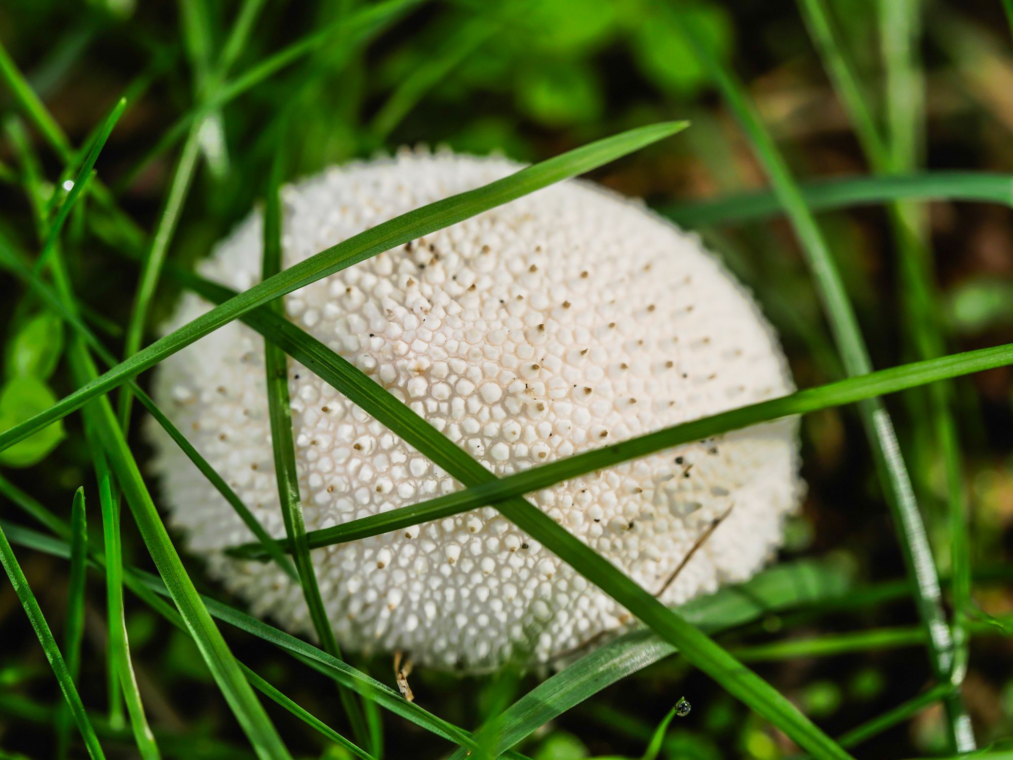 mushroom-8.jpg