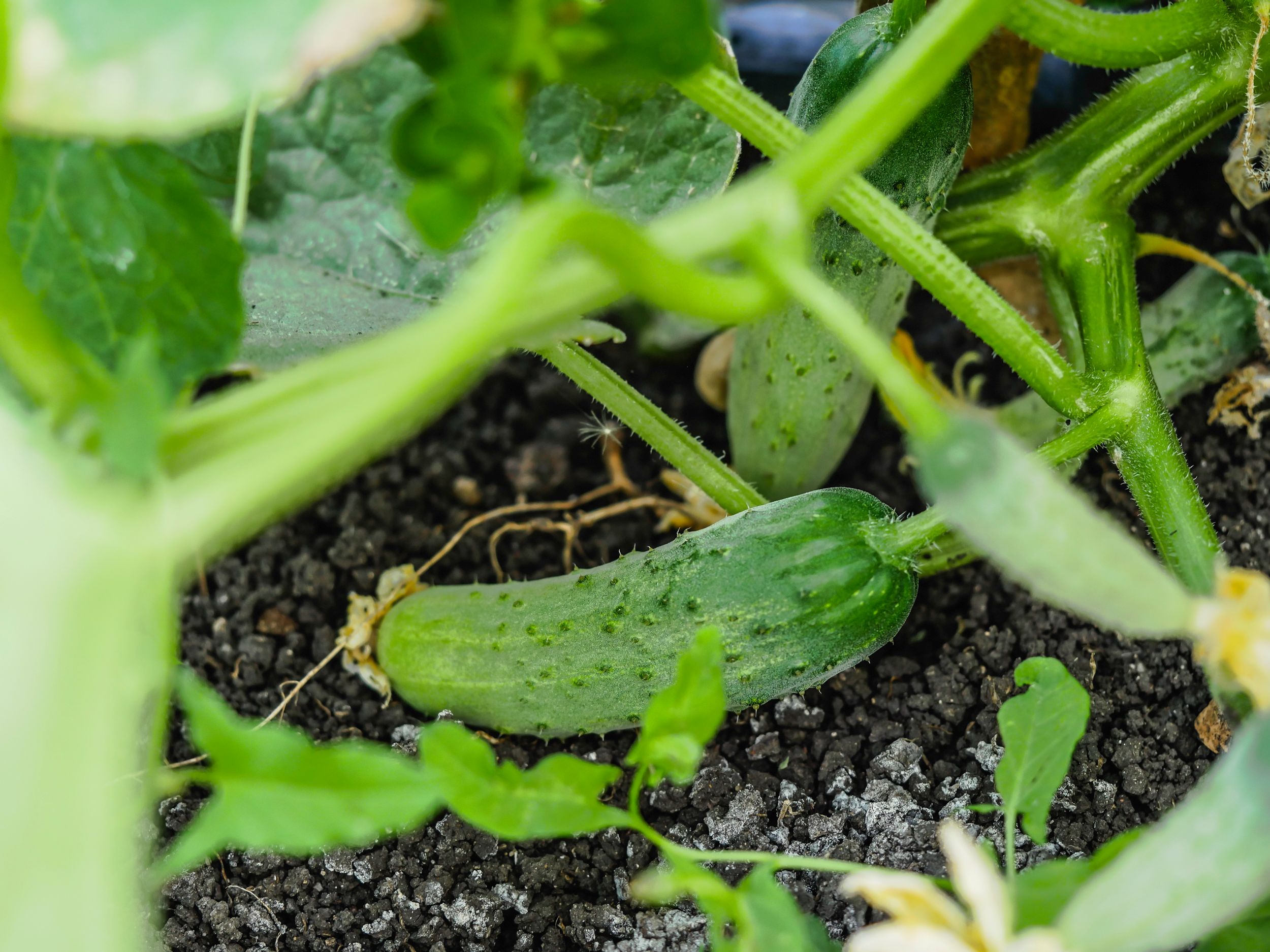 garden_juli (5 of 77).jpg