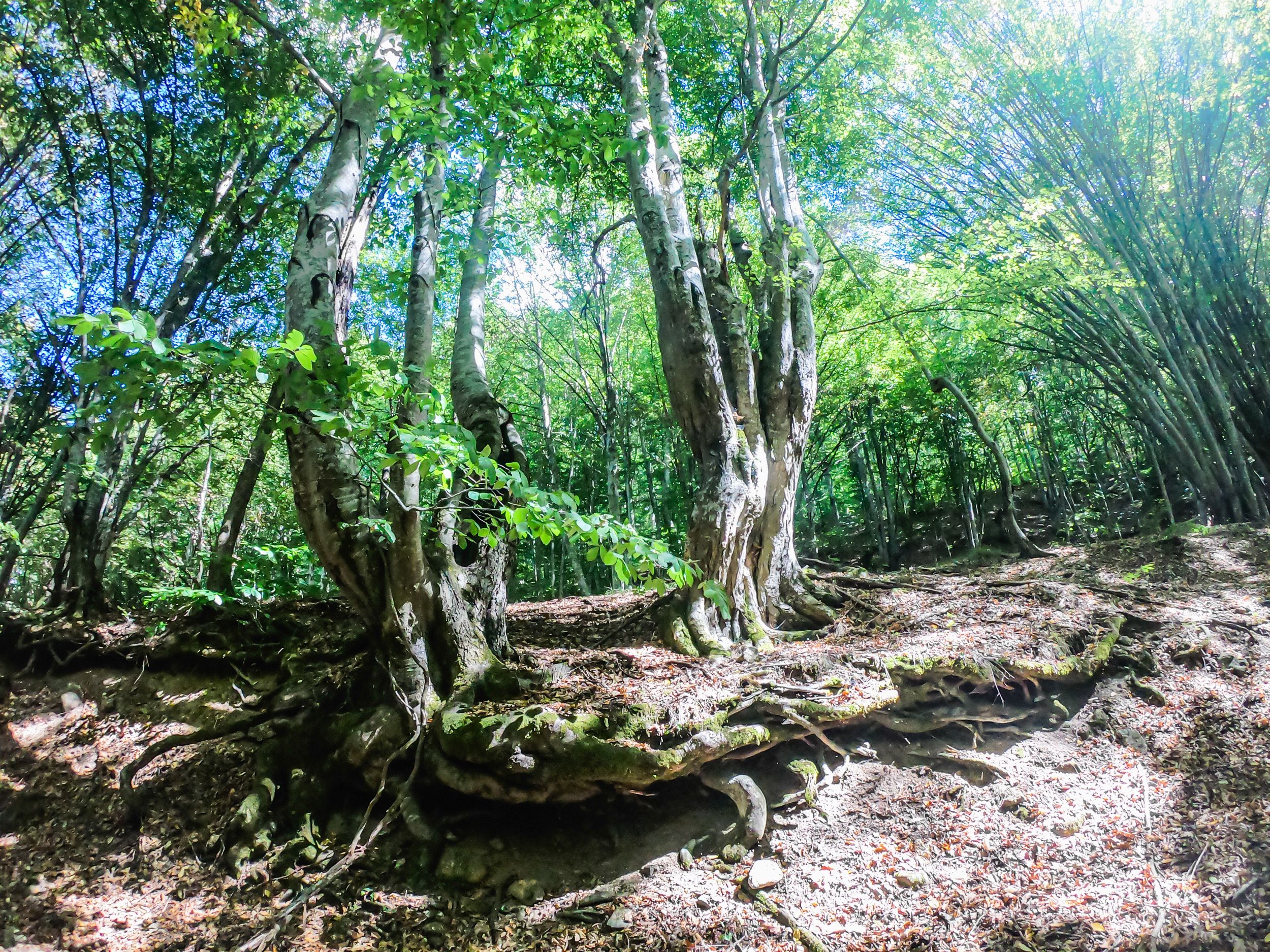 gorska walk (15 of 71).jpg