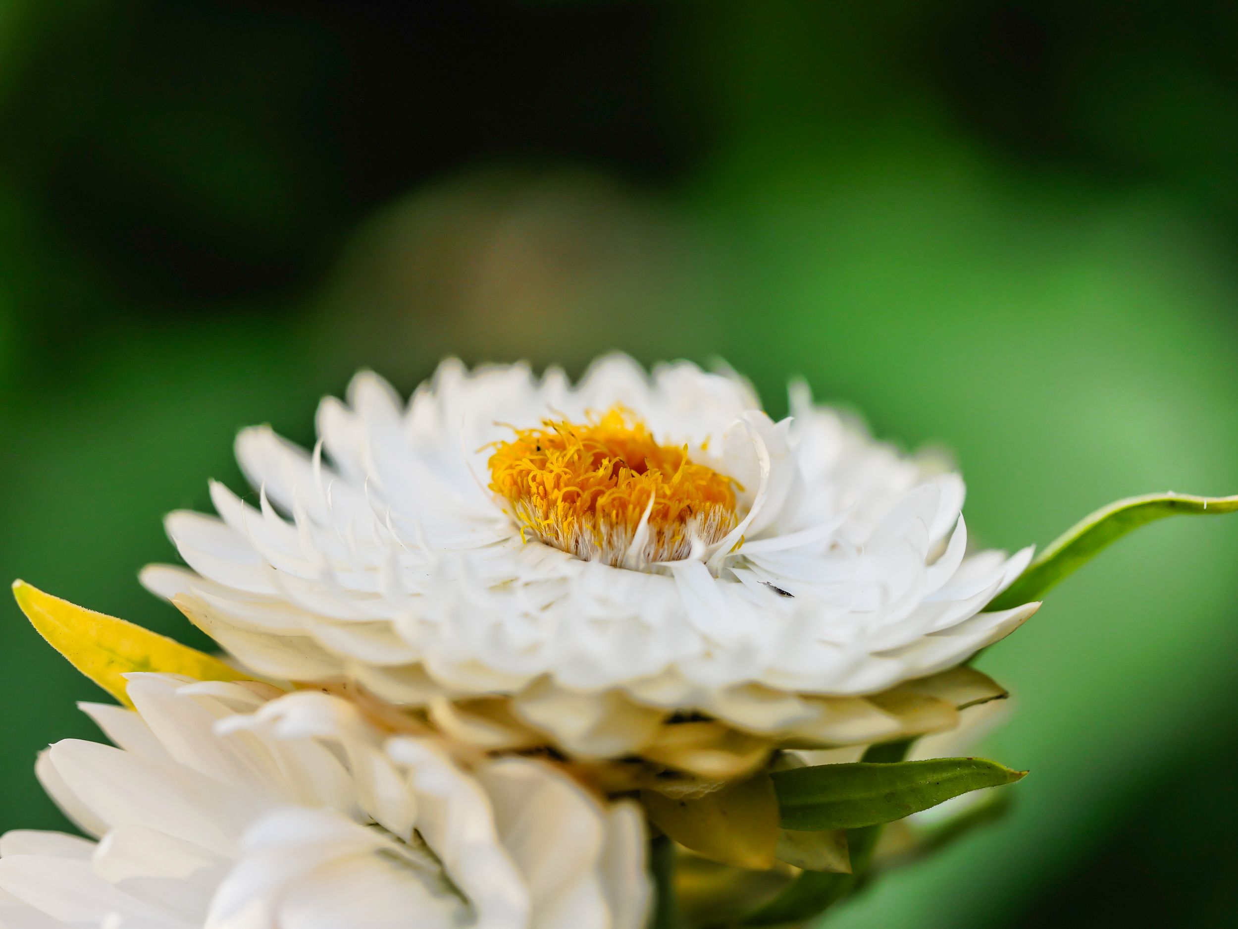 garden_juli (27 of 77).jpg