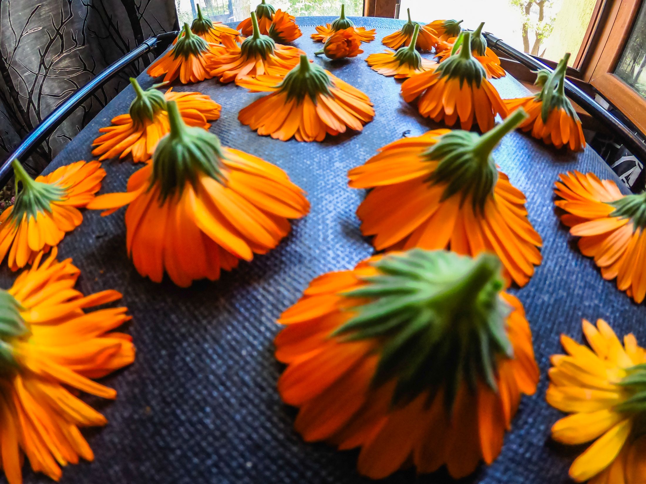 garden (30 of 32).jpg