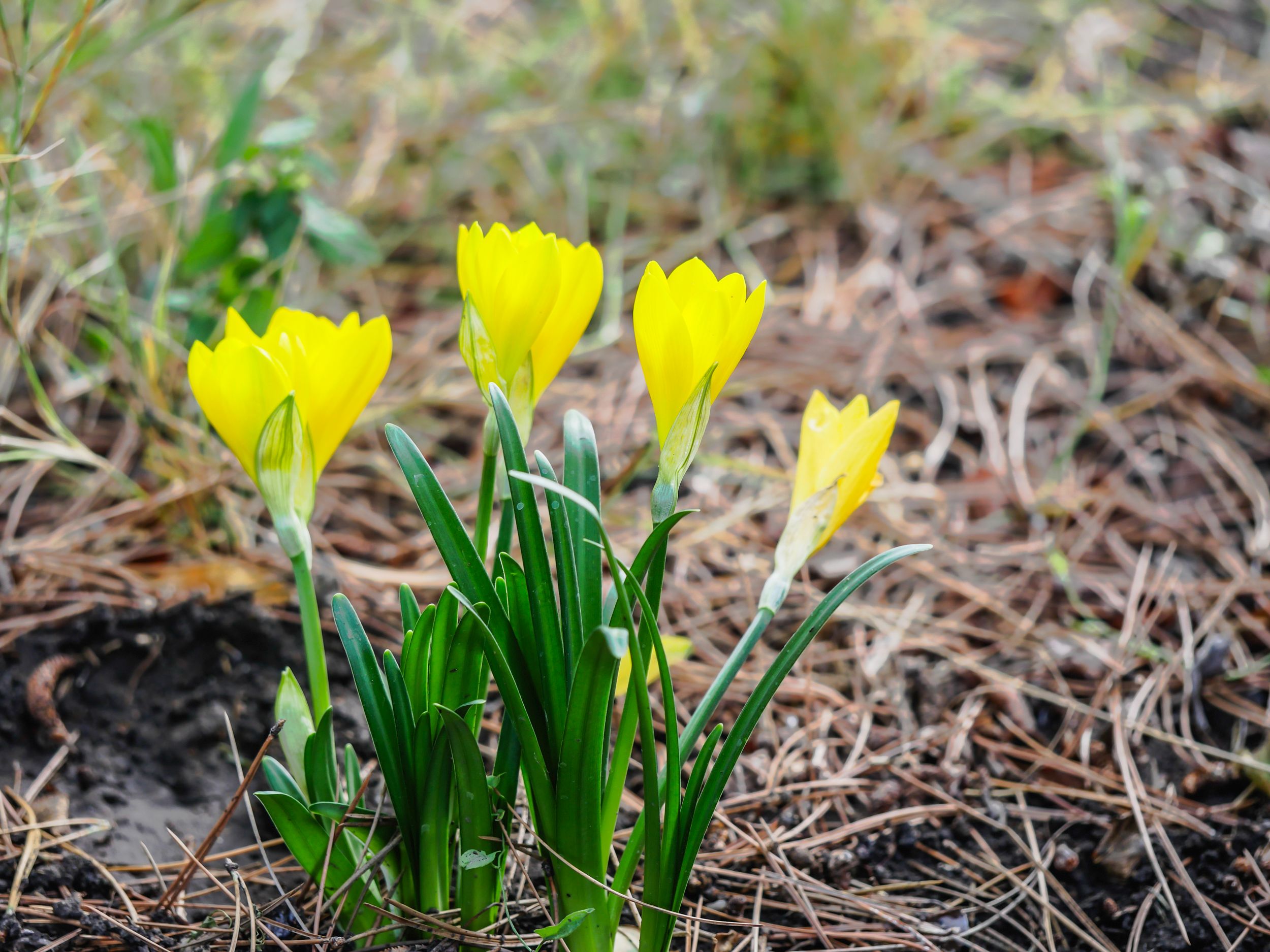 garden (27 of 46).jpg