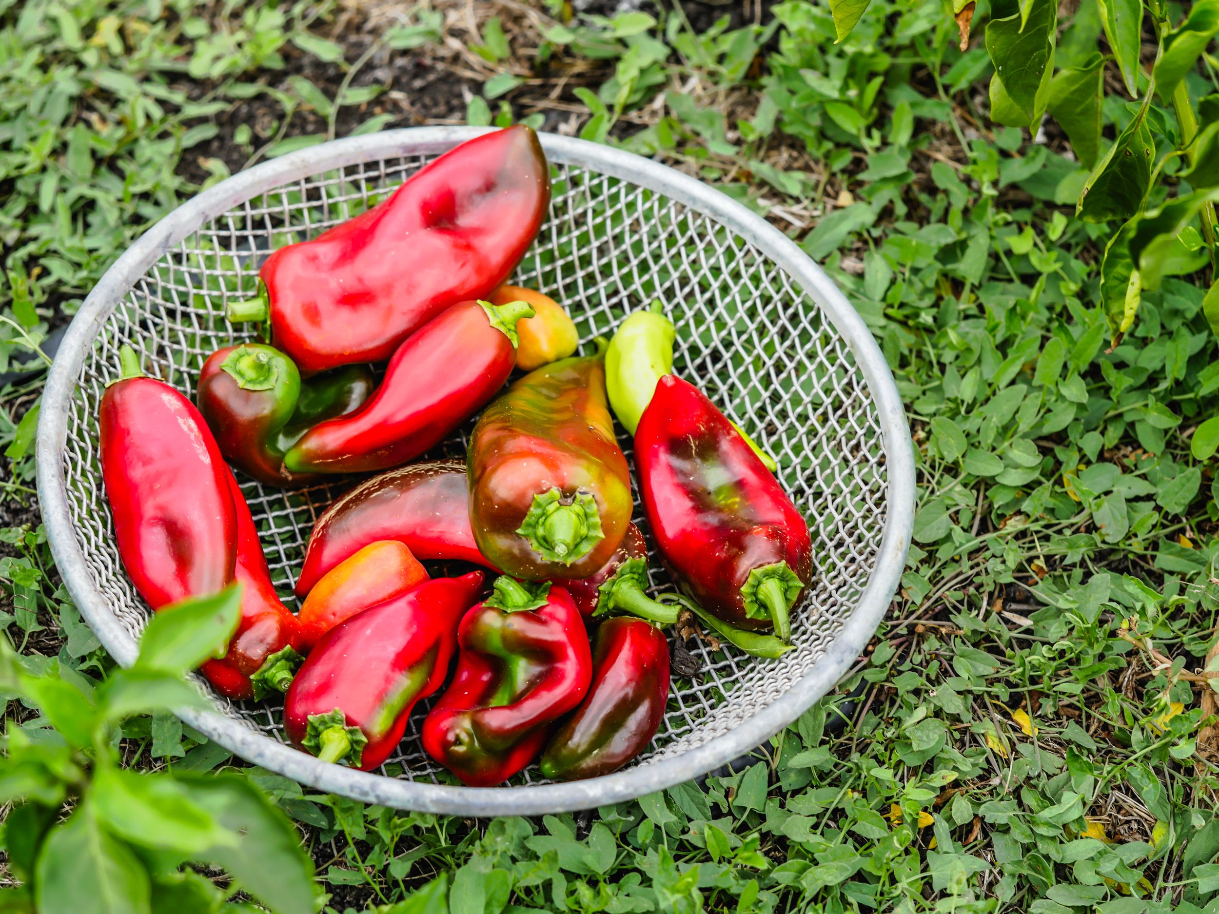 garden (15 of 46).jpg
