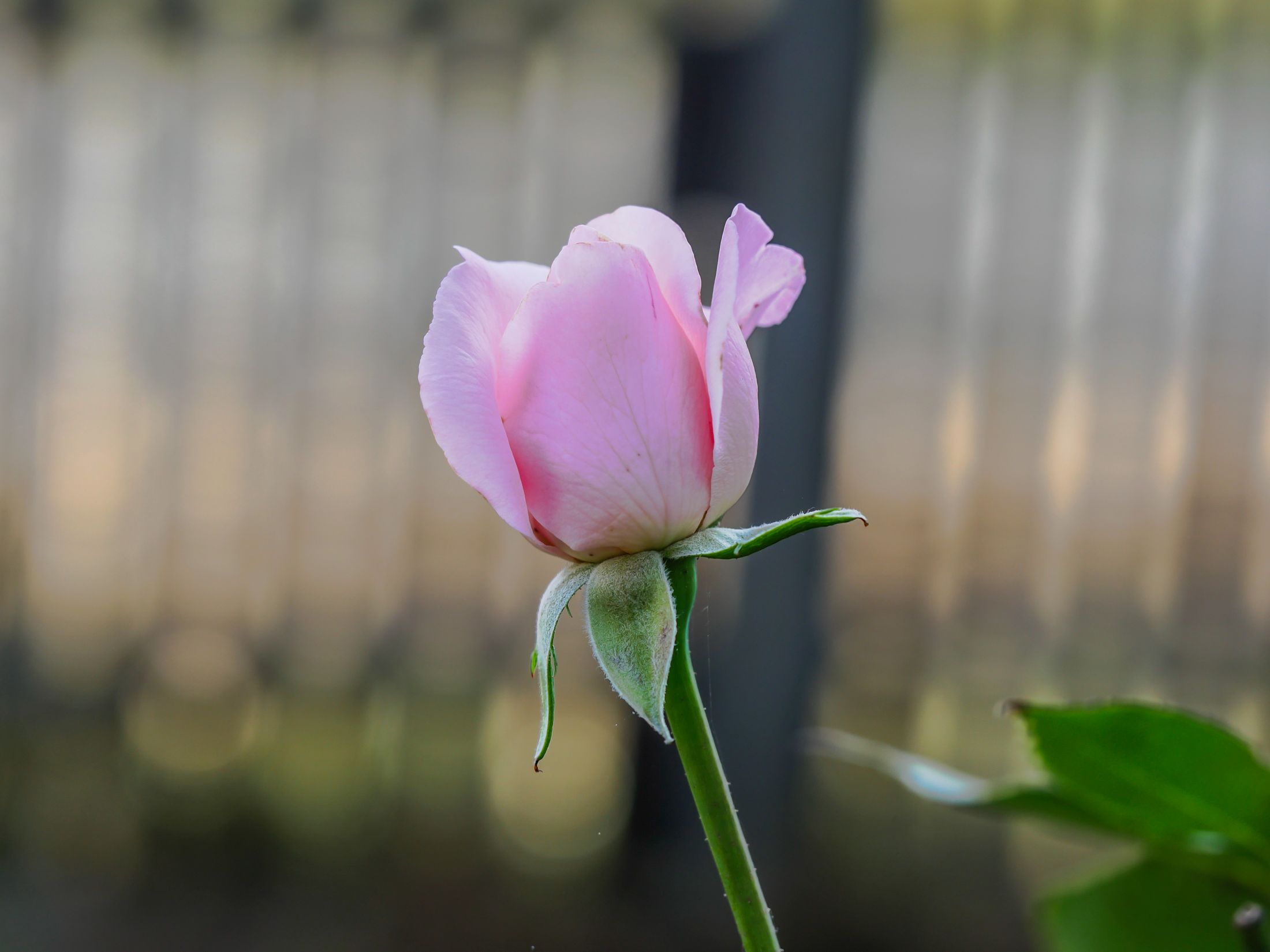garden (29 of 123).jpg