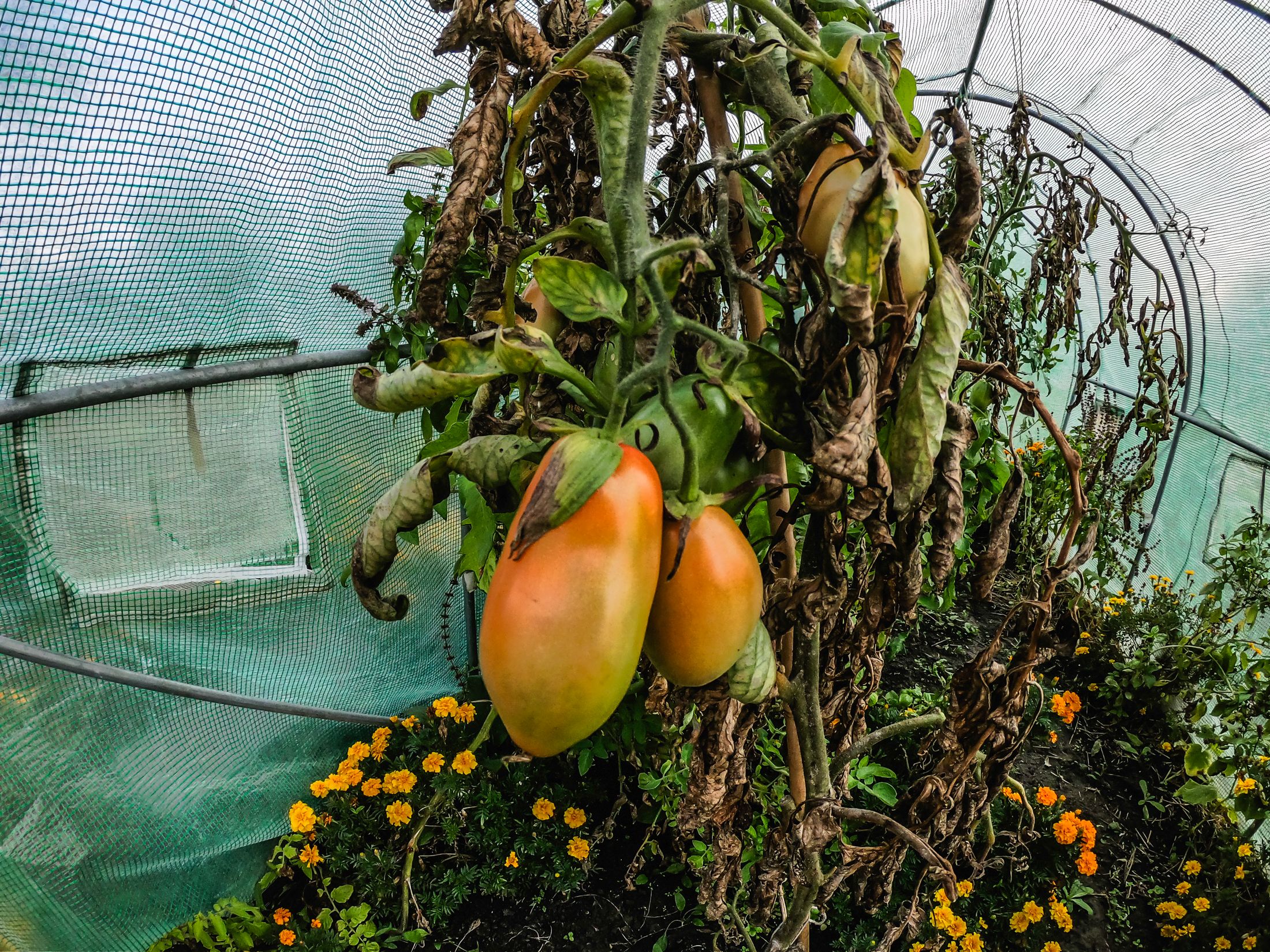 garden (14 of 32).jpg