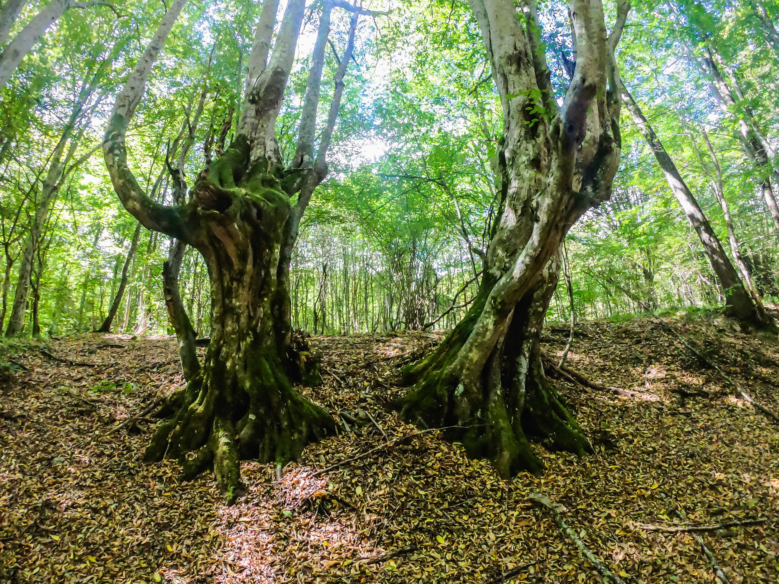 gorska walk (18 of 71).jpg