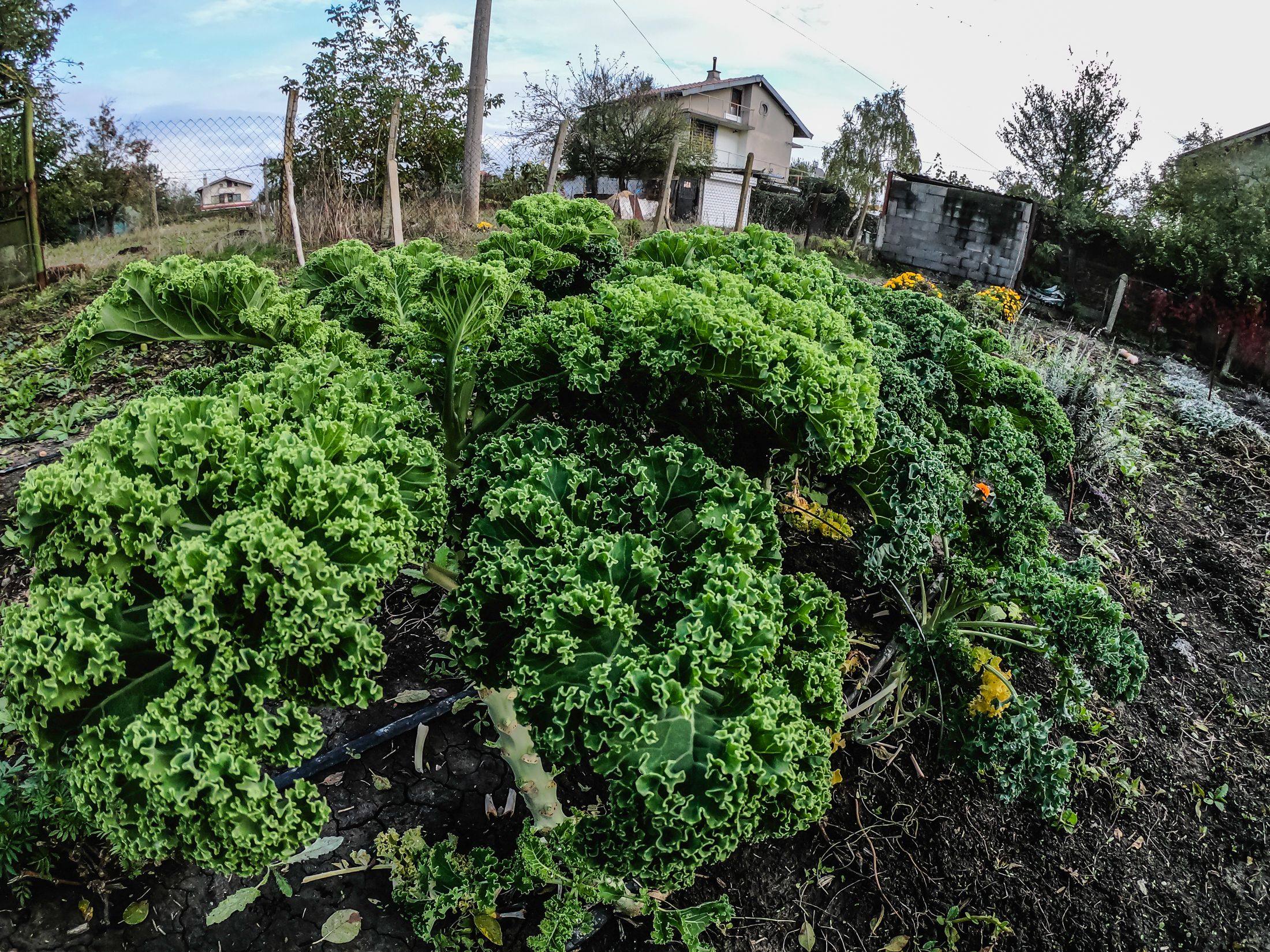 garden (13 of 32).jpg