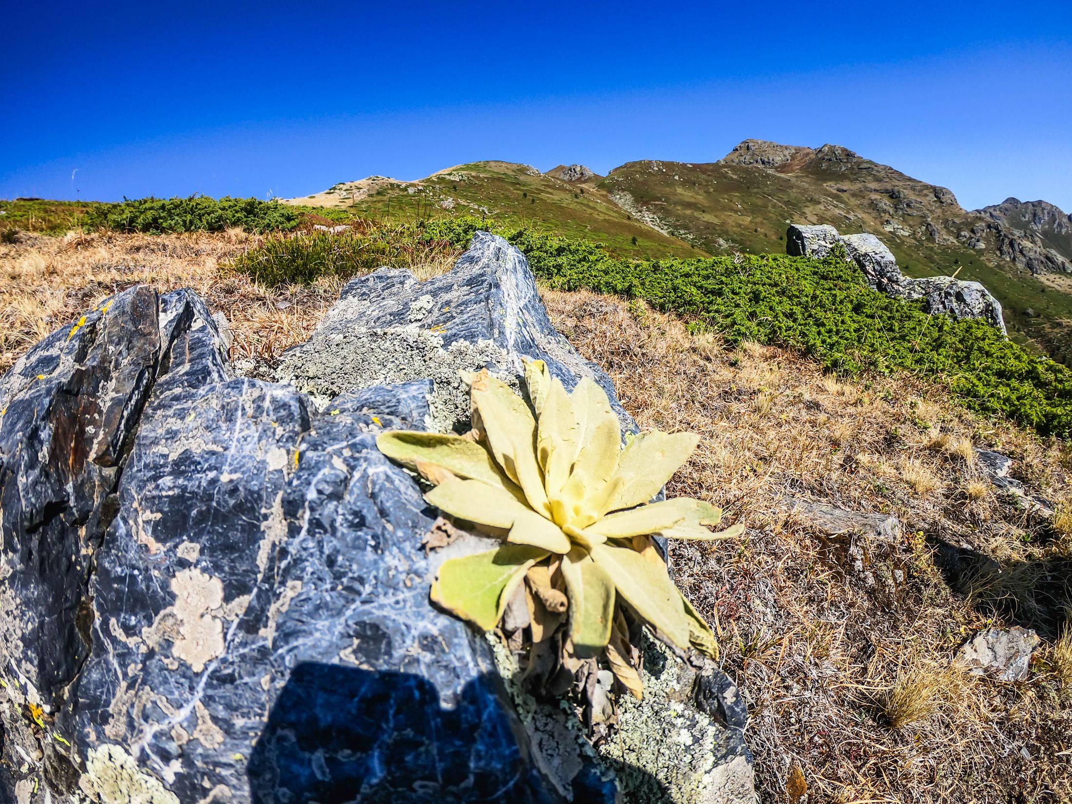 sinanitsa (64 of 184).jpg