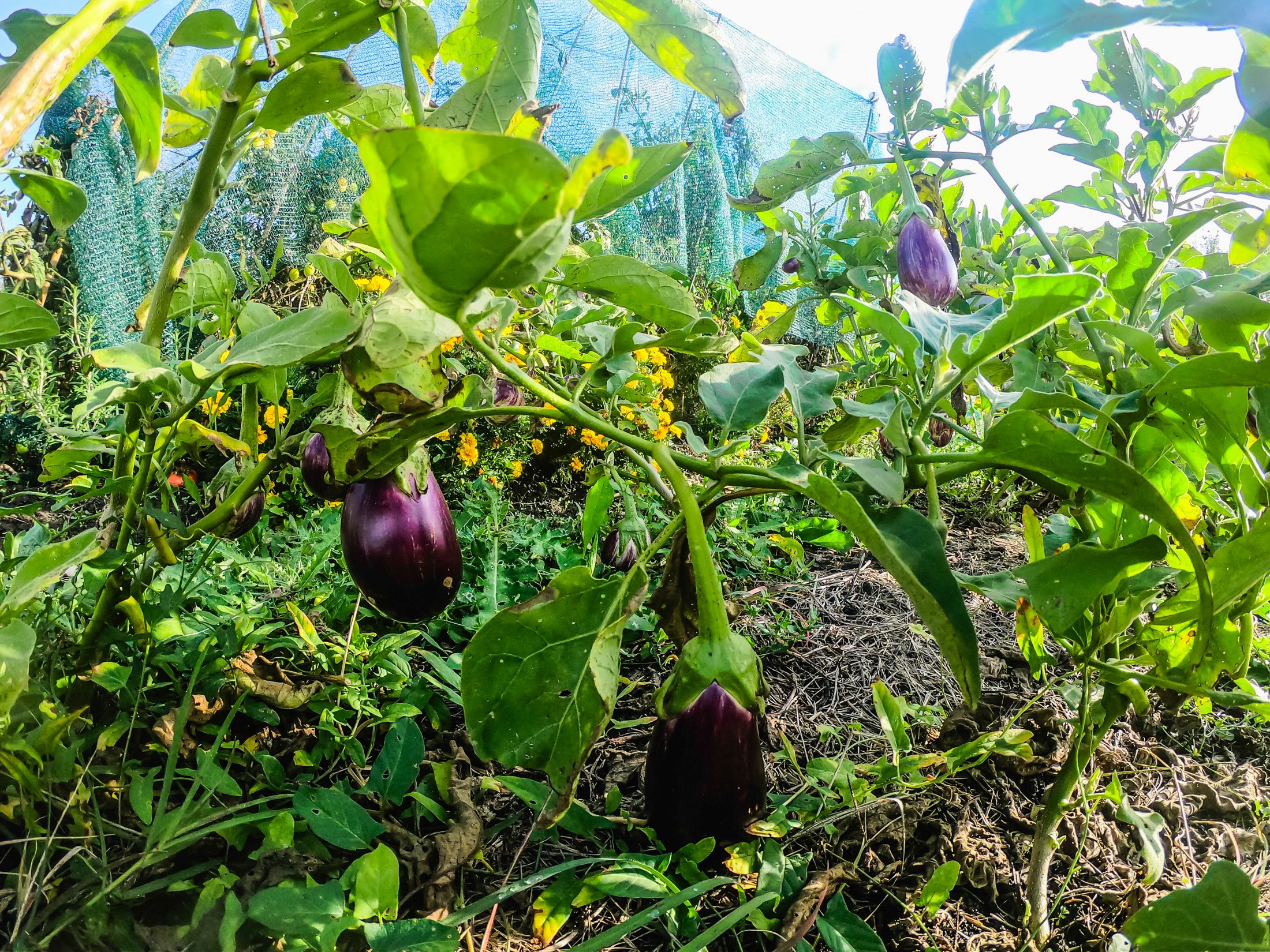 garden (2 of 32).jpg