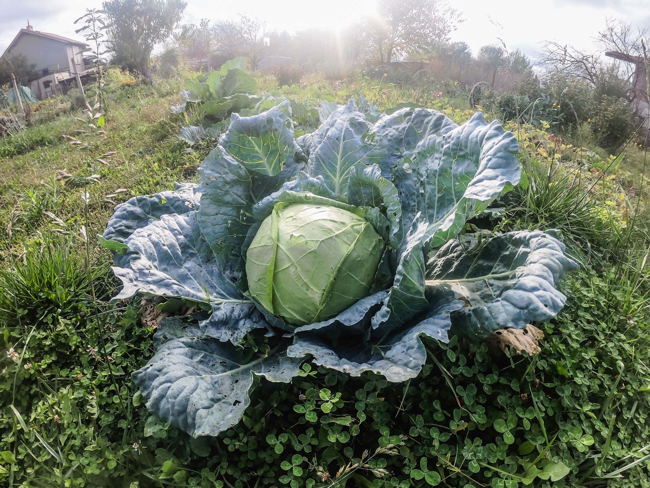 garden (1 of 32).jpg