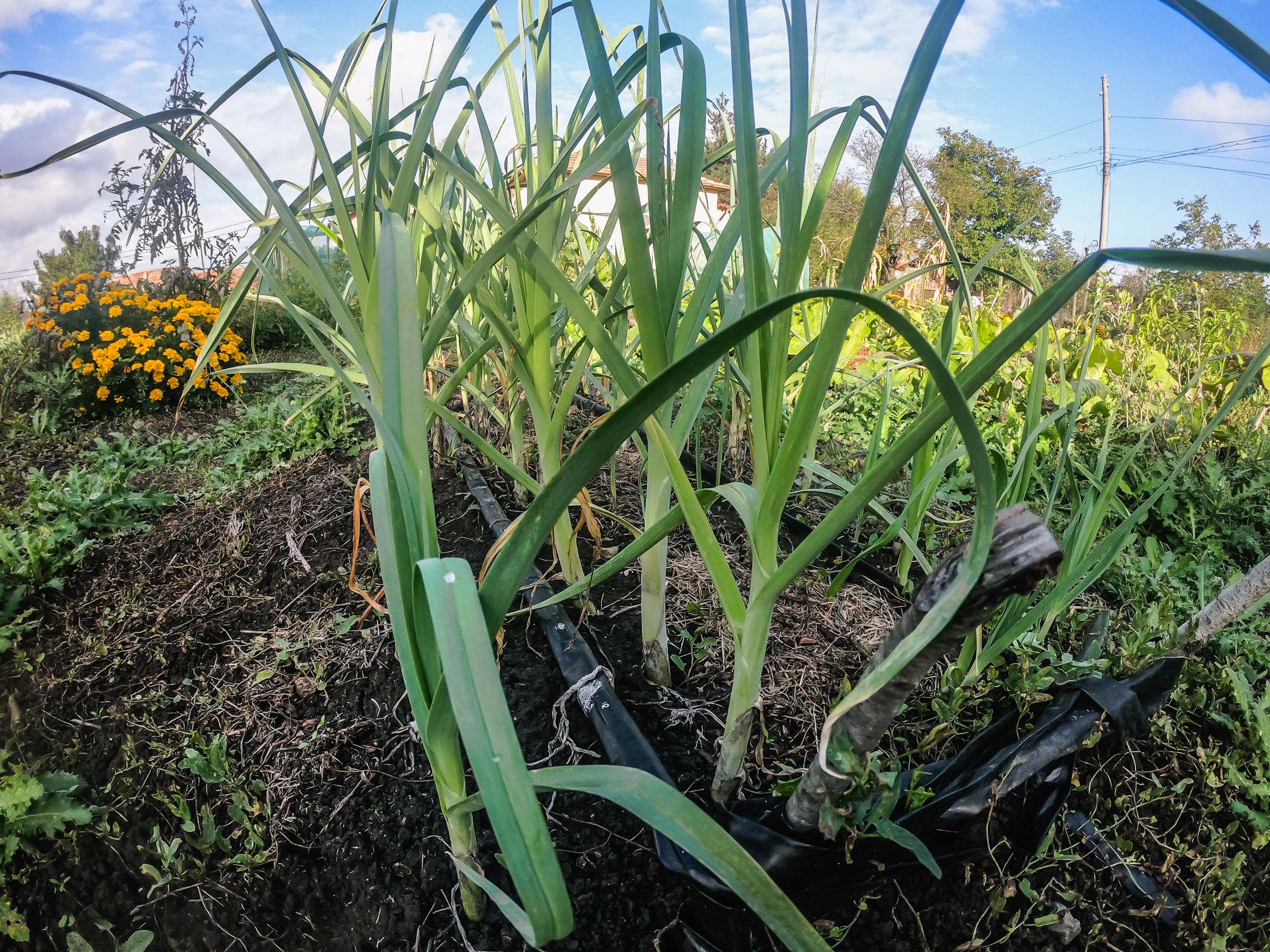 garden (6 of 32).jpg