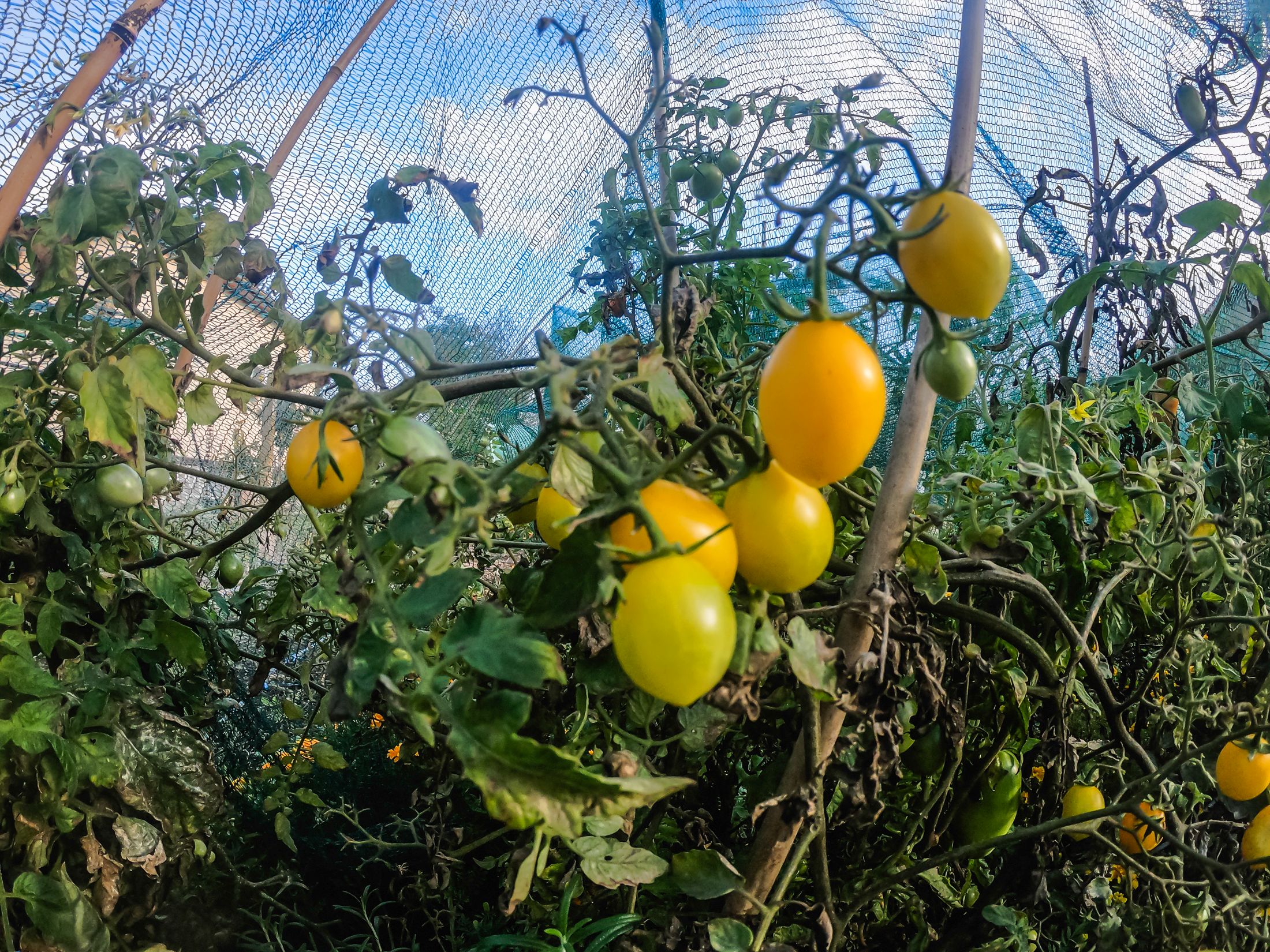 garden (9 of 32).jpg