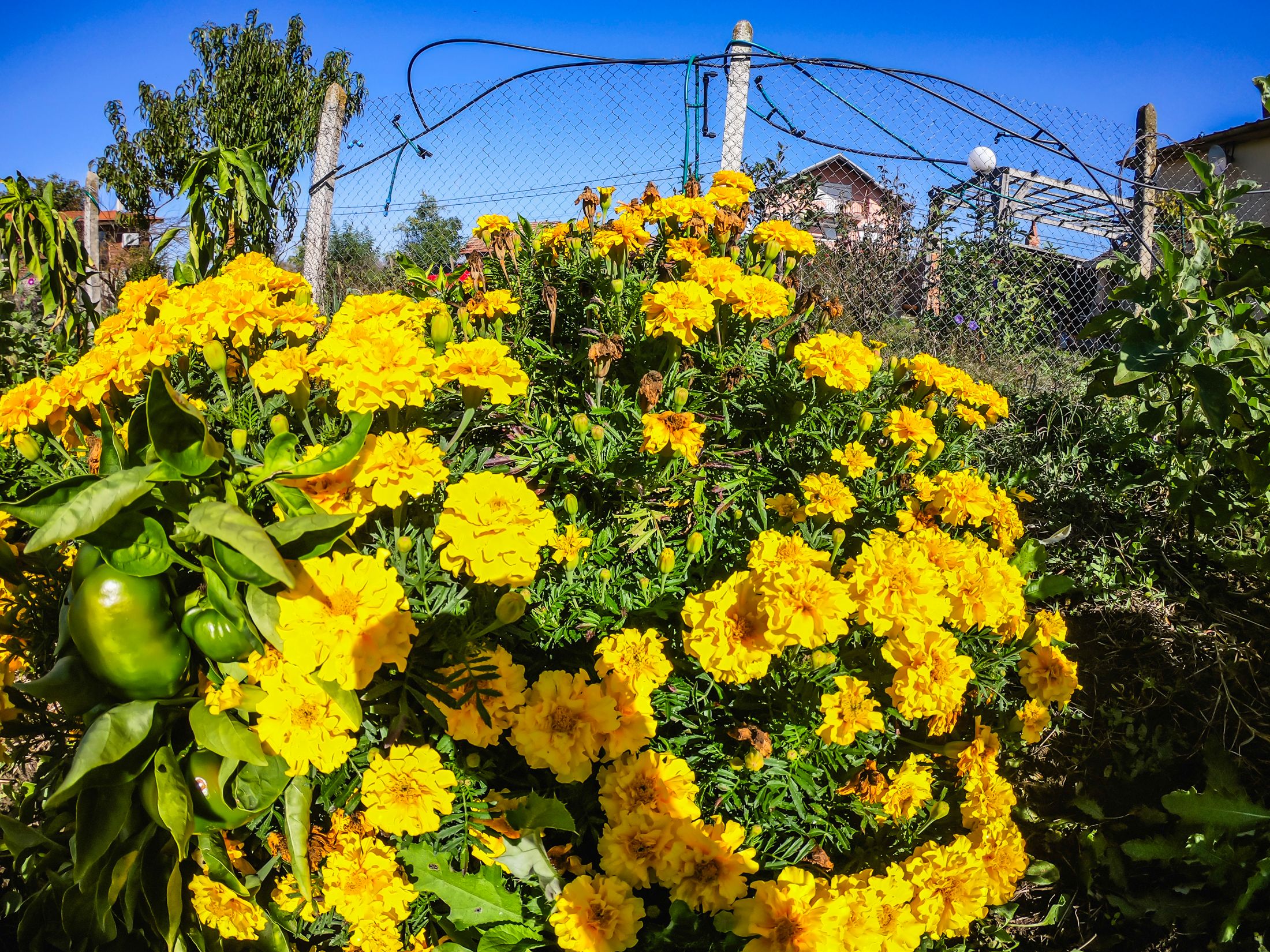 garden (26 of 32).jpg