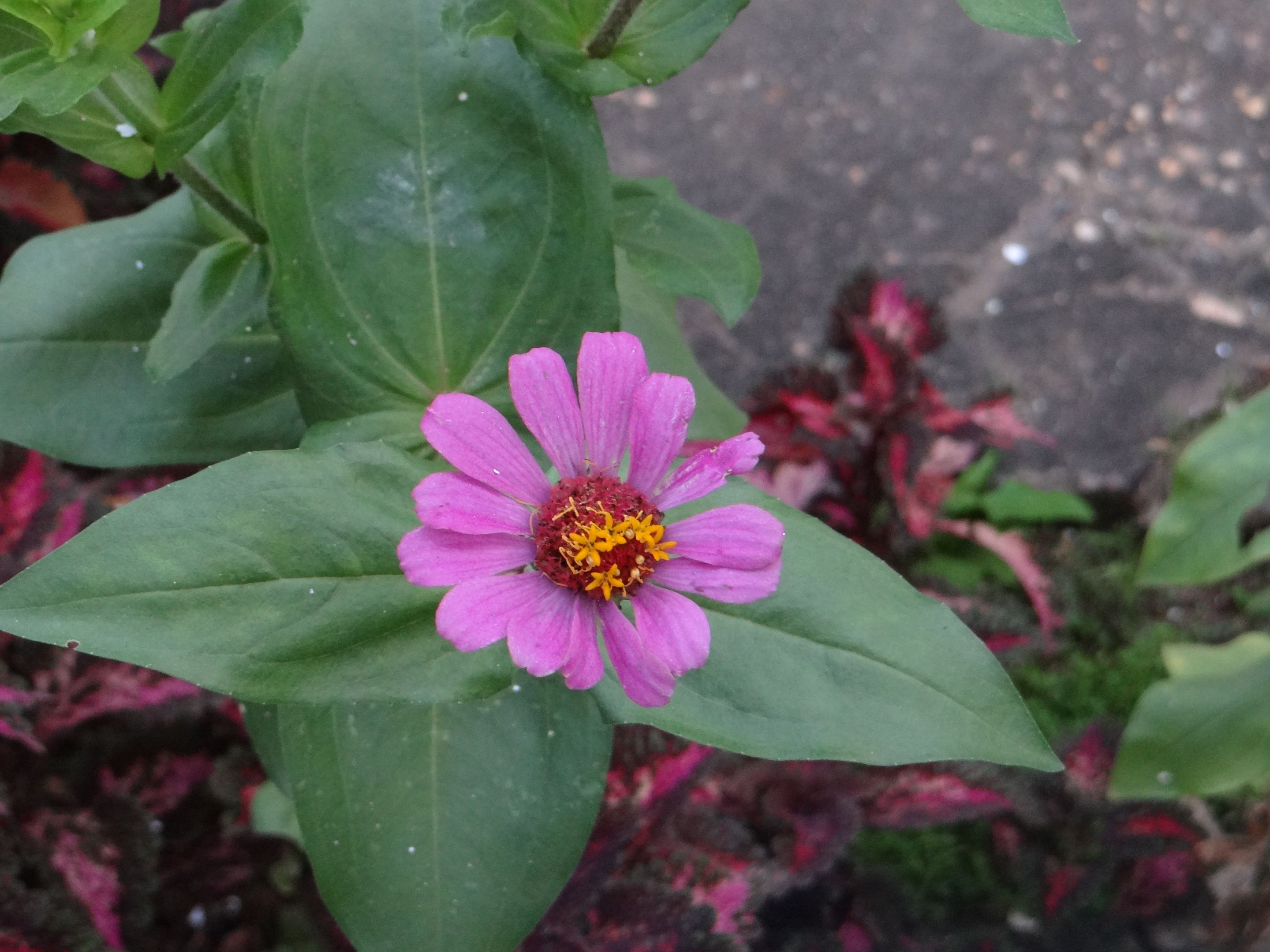 DSC00751.JPG