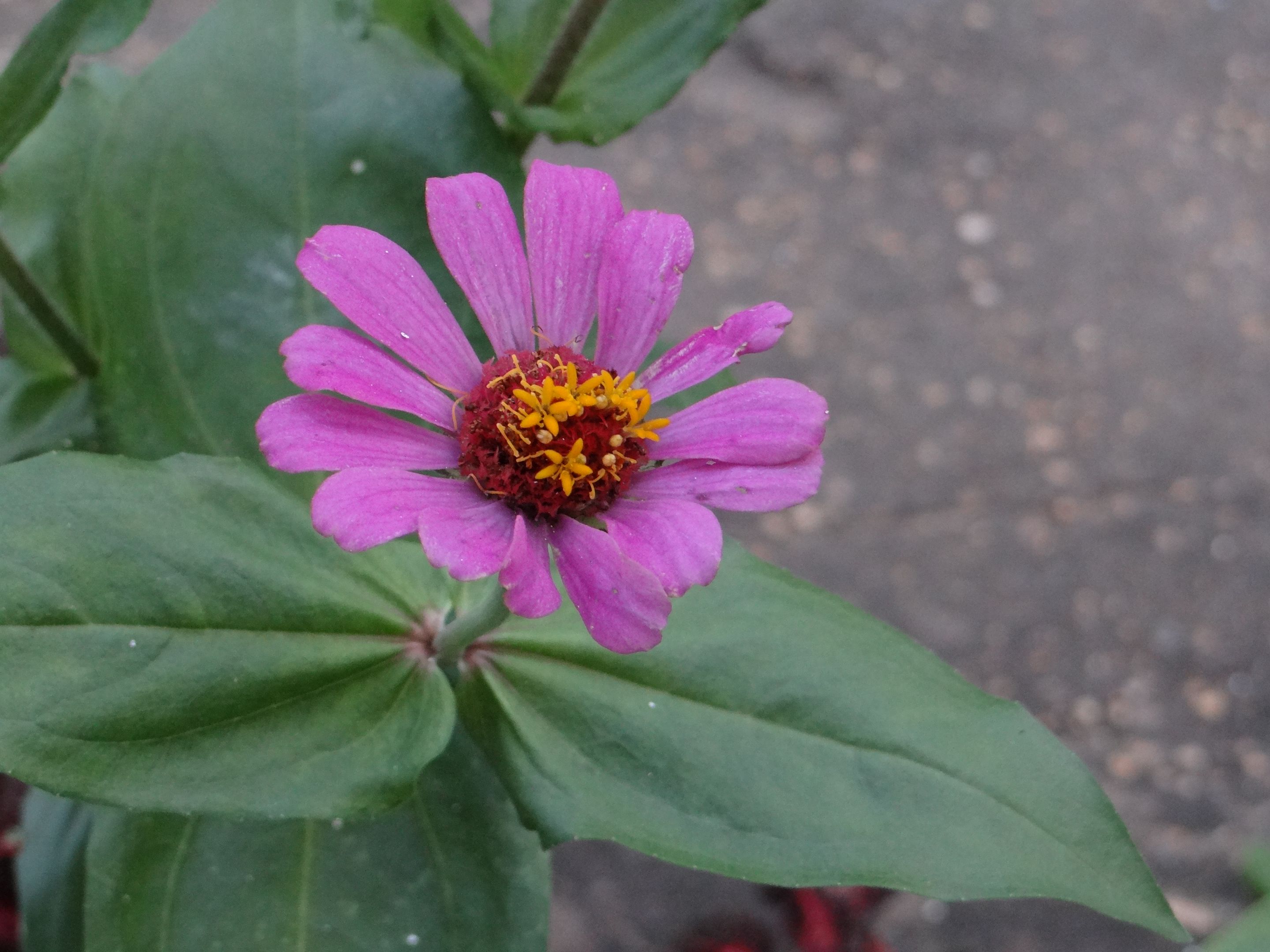 DSC00753.JPG