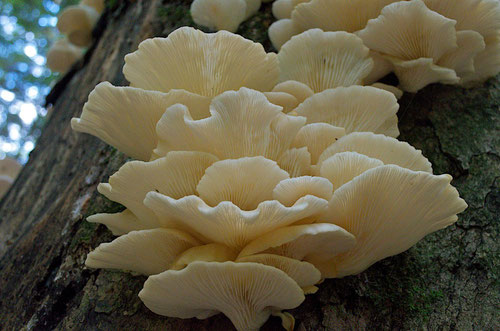 oystermushroomspleurotusostreatus.jpg
