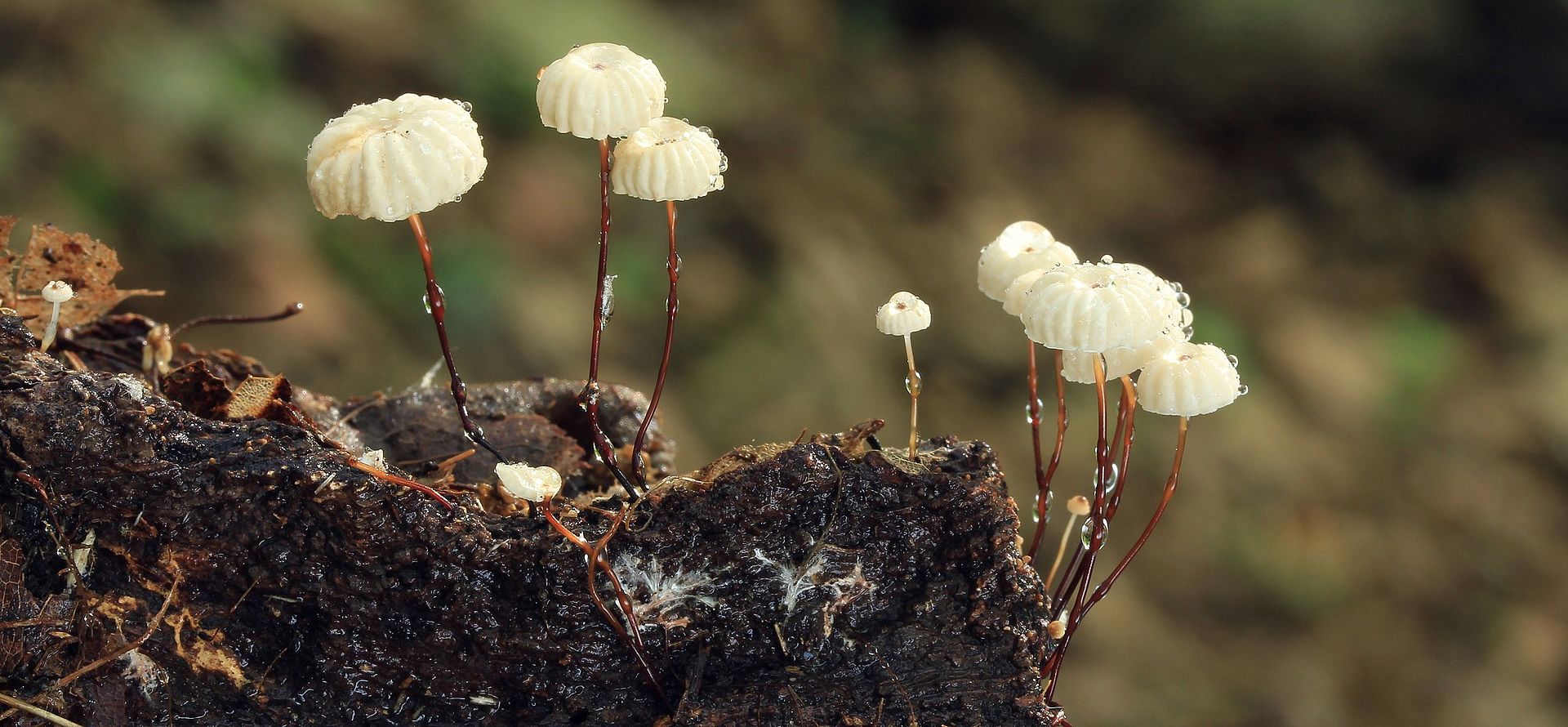 Marasmius_rotula__Macro_2.jpg