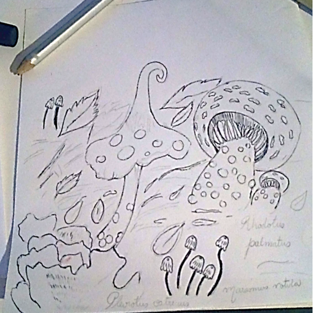 fungi3.png
