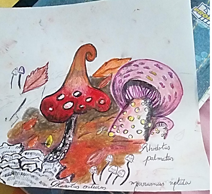 fungi 4.png