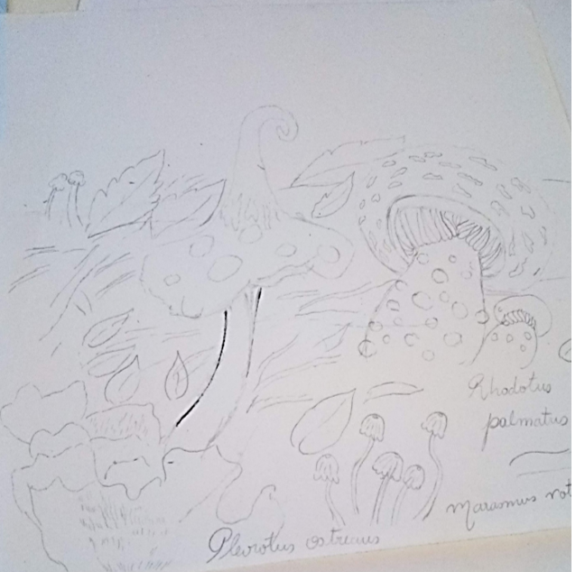 fungi 2.png