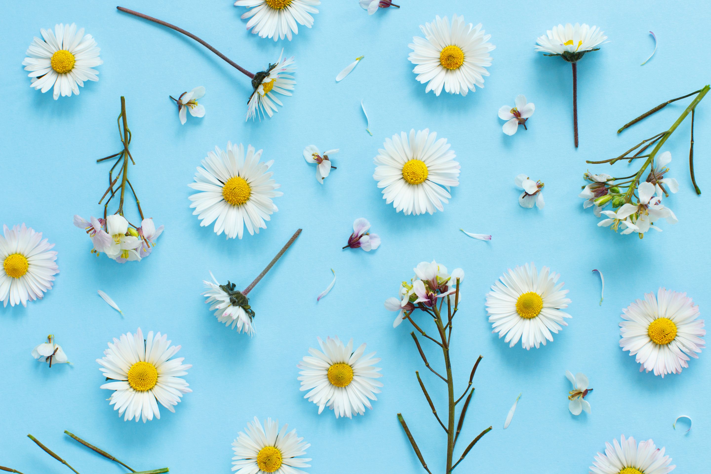 Daisies-on-blue-624688.jpg