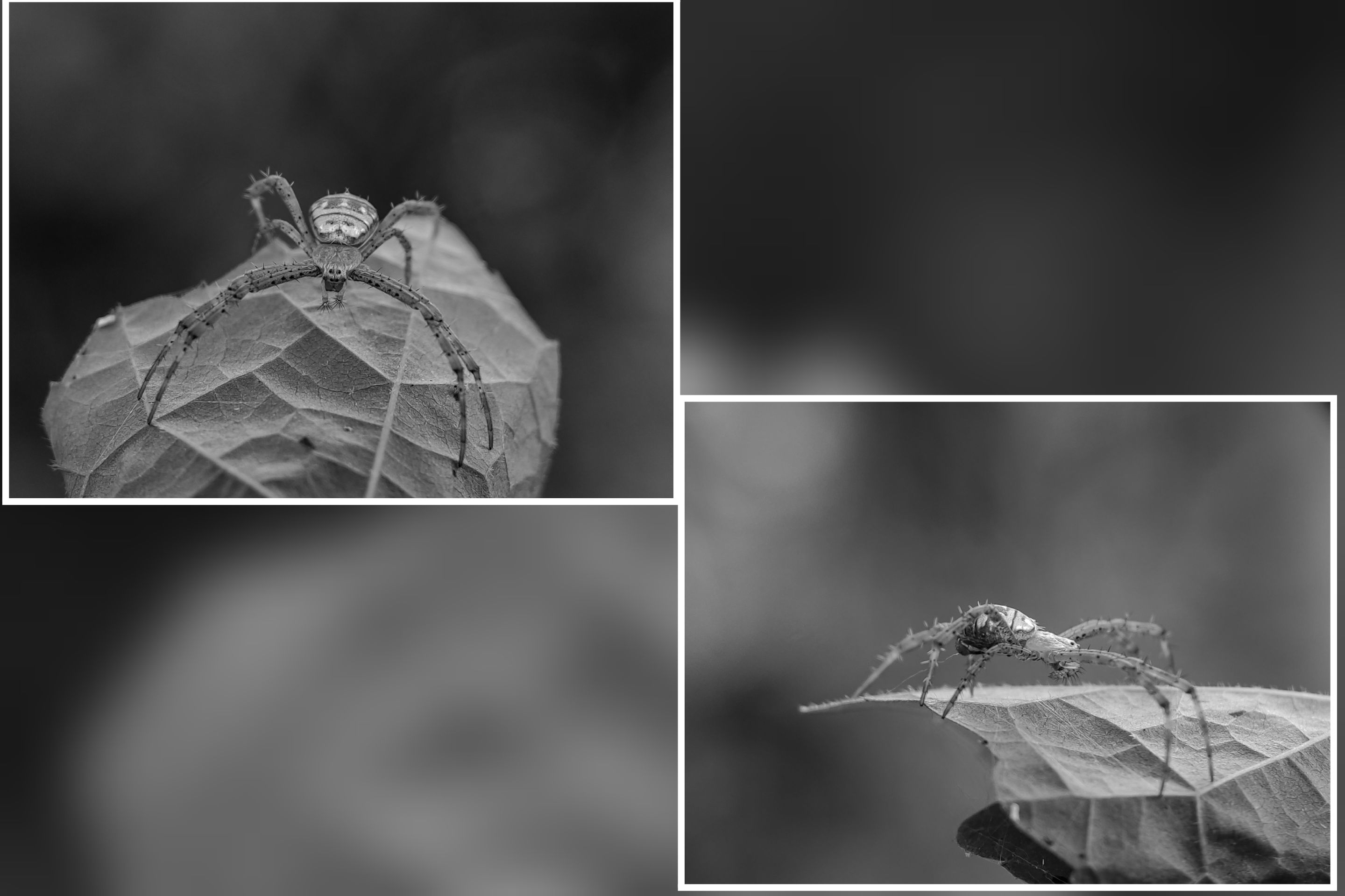 GridArt_20240201_202434314.jpg
