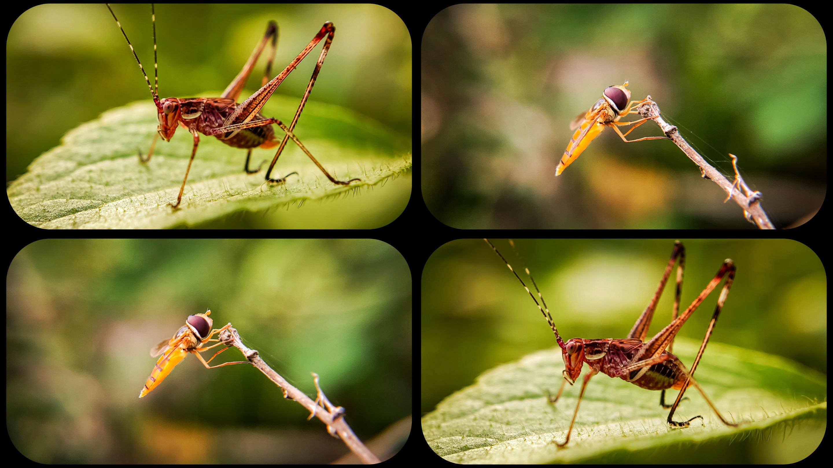 @vikar/hunting-flies-and-grasshoppers