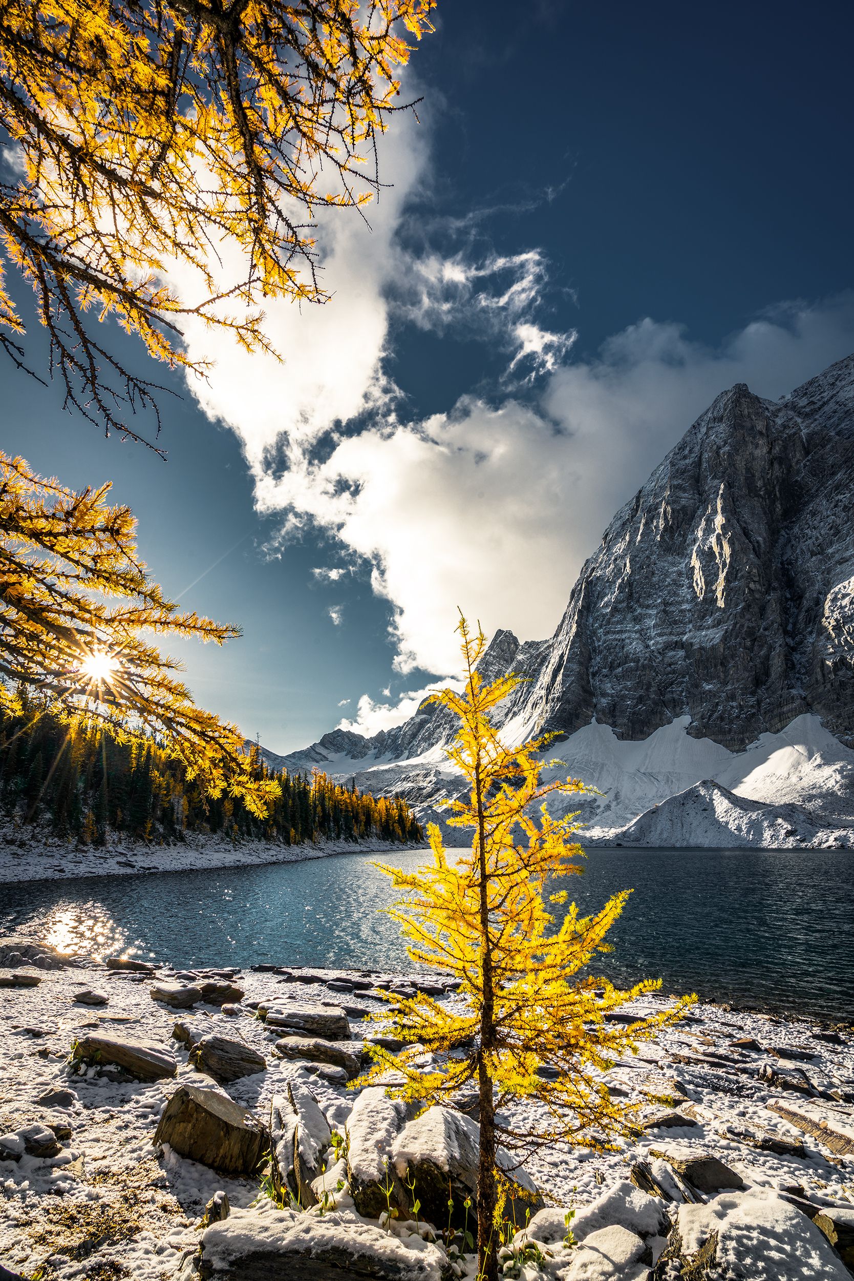 BabyLarch.jpg
