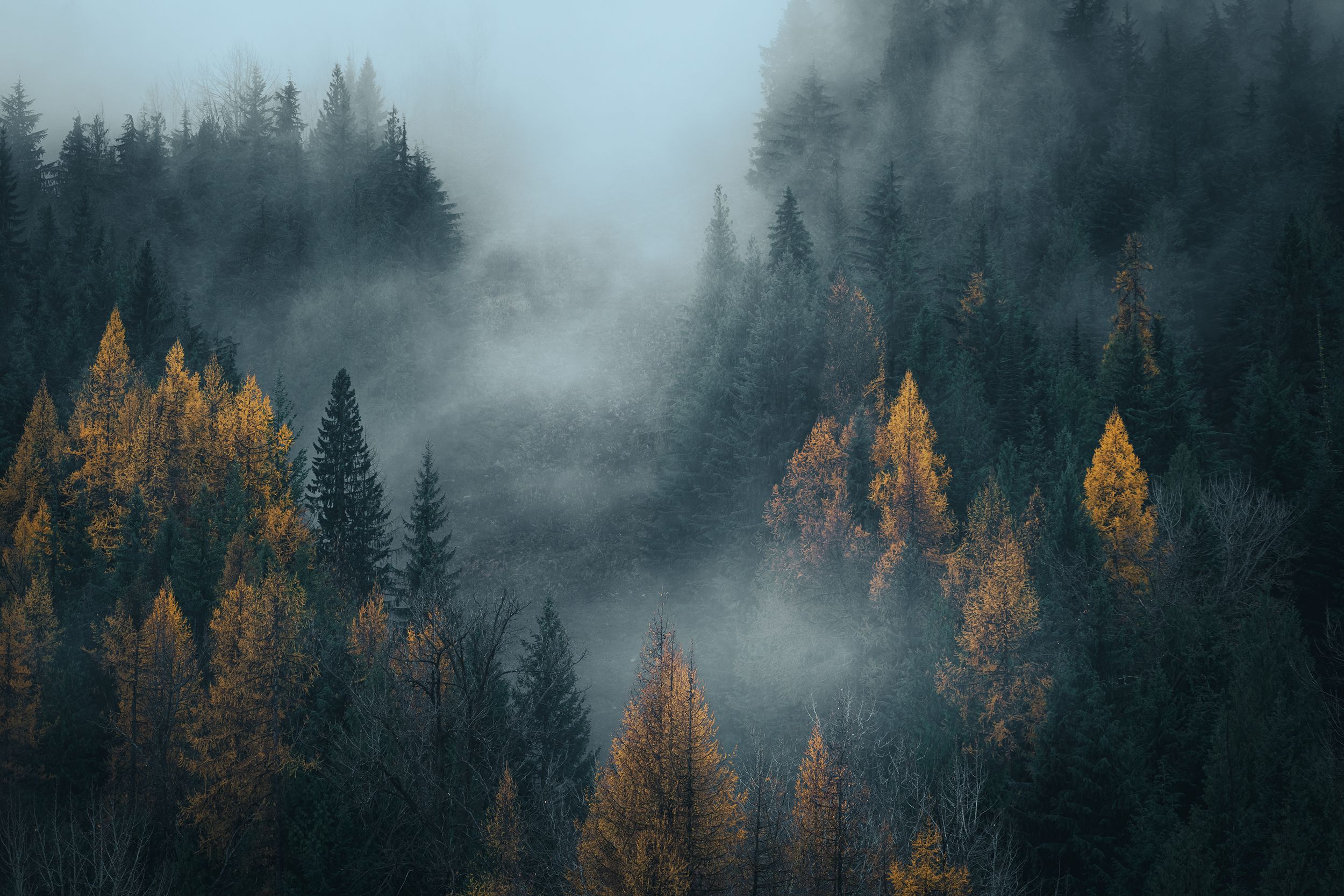 moodytrees_WEB.jpg