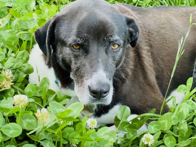 Pepper2.jpg