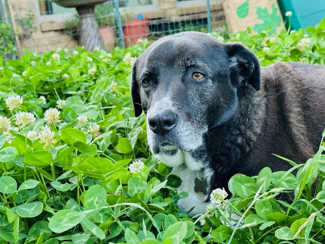 pepper4.jpg