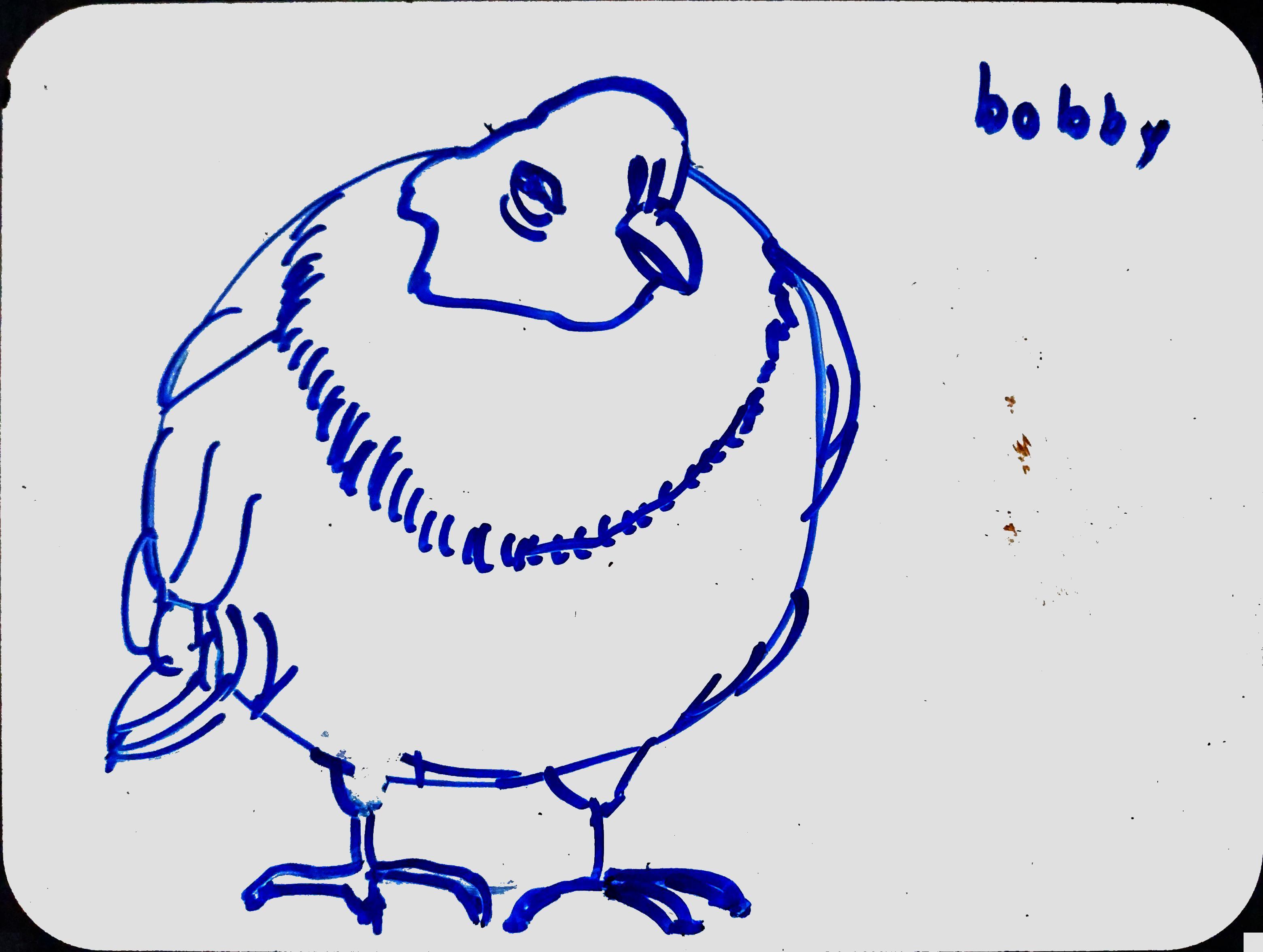 bobby-the-fat-pigeon.jpg