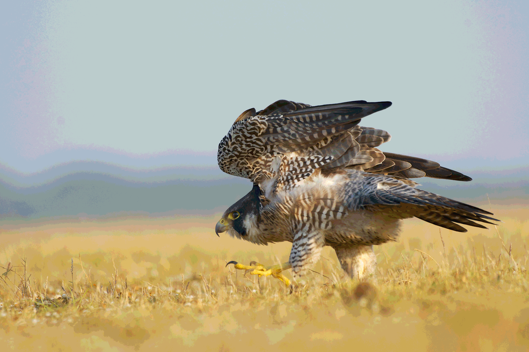 peregrine-walk.gif