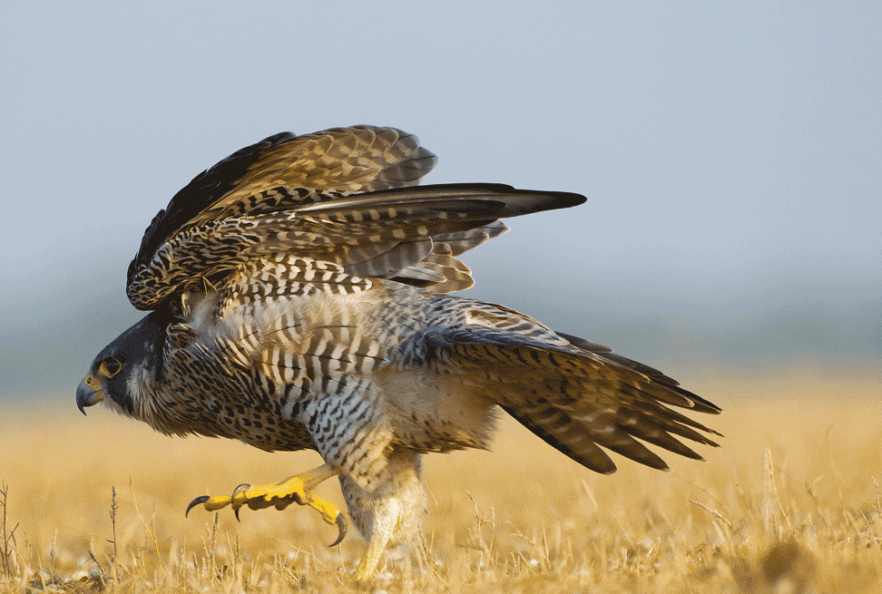 cropped-1Peregrine-moonwalk.gif