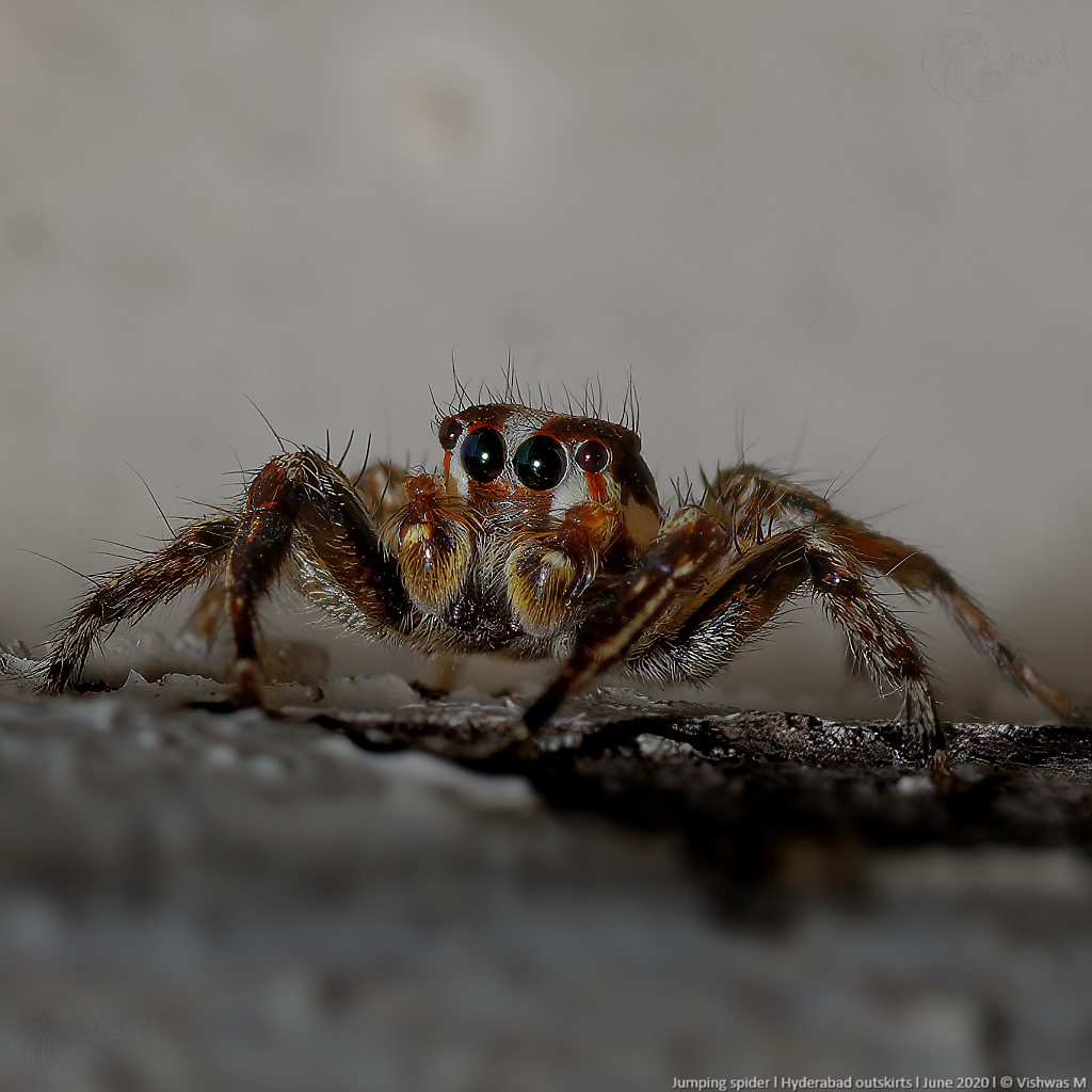 FBL-_DSC2257_DxO-sharpen-stabilize FB 1024.jpg
