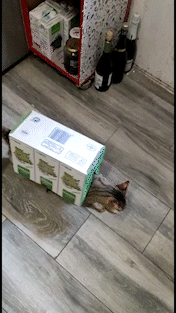 video_2023-01-25_20-07-50_AdobeExpress.gif