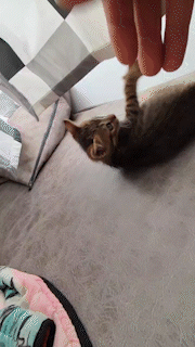 video_2023-01-25_20-07-44_AdobeExpress.gif