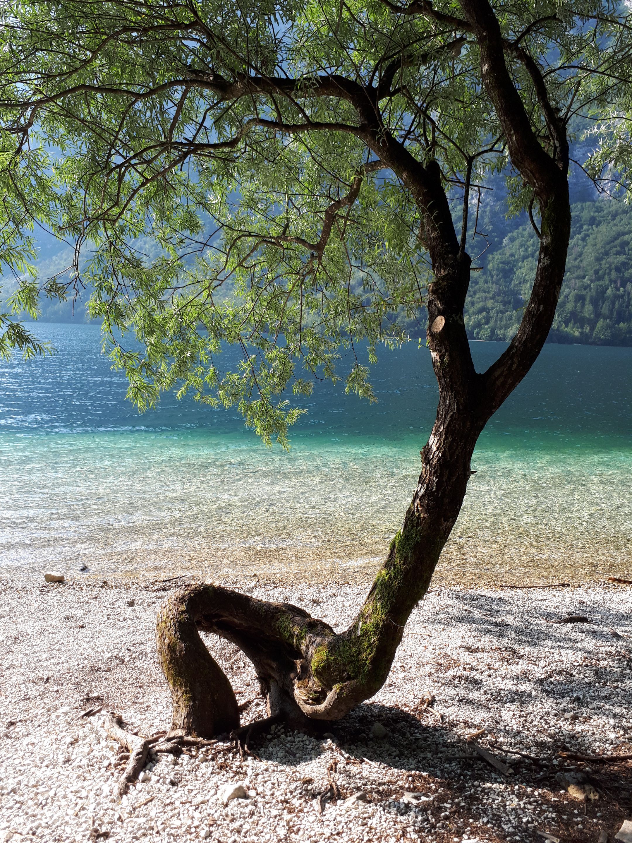 Bohinj (3).jpg