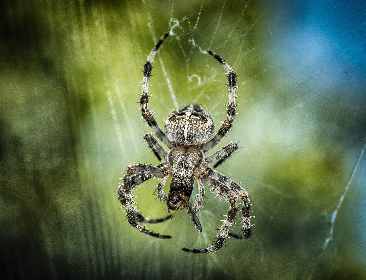spider1646340_1280.jpg