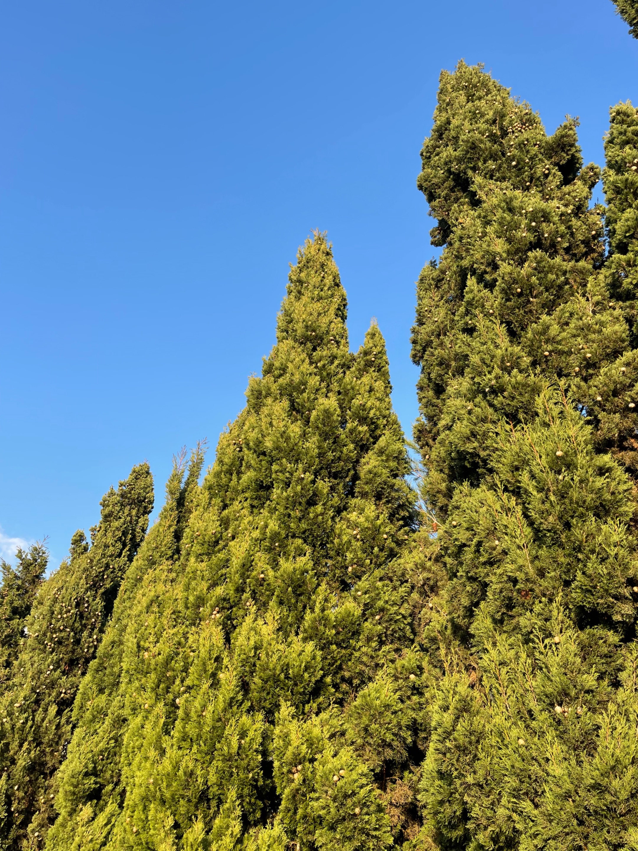 74C48DD1-B829-4C68-A4BB-E0AC3D30DF3F.jpeg