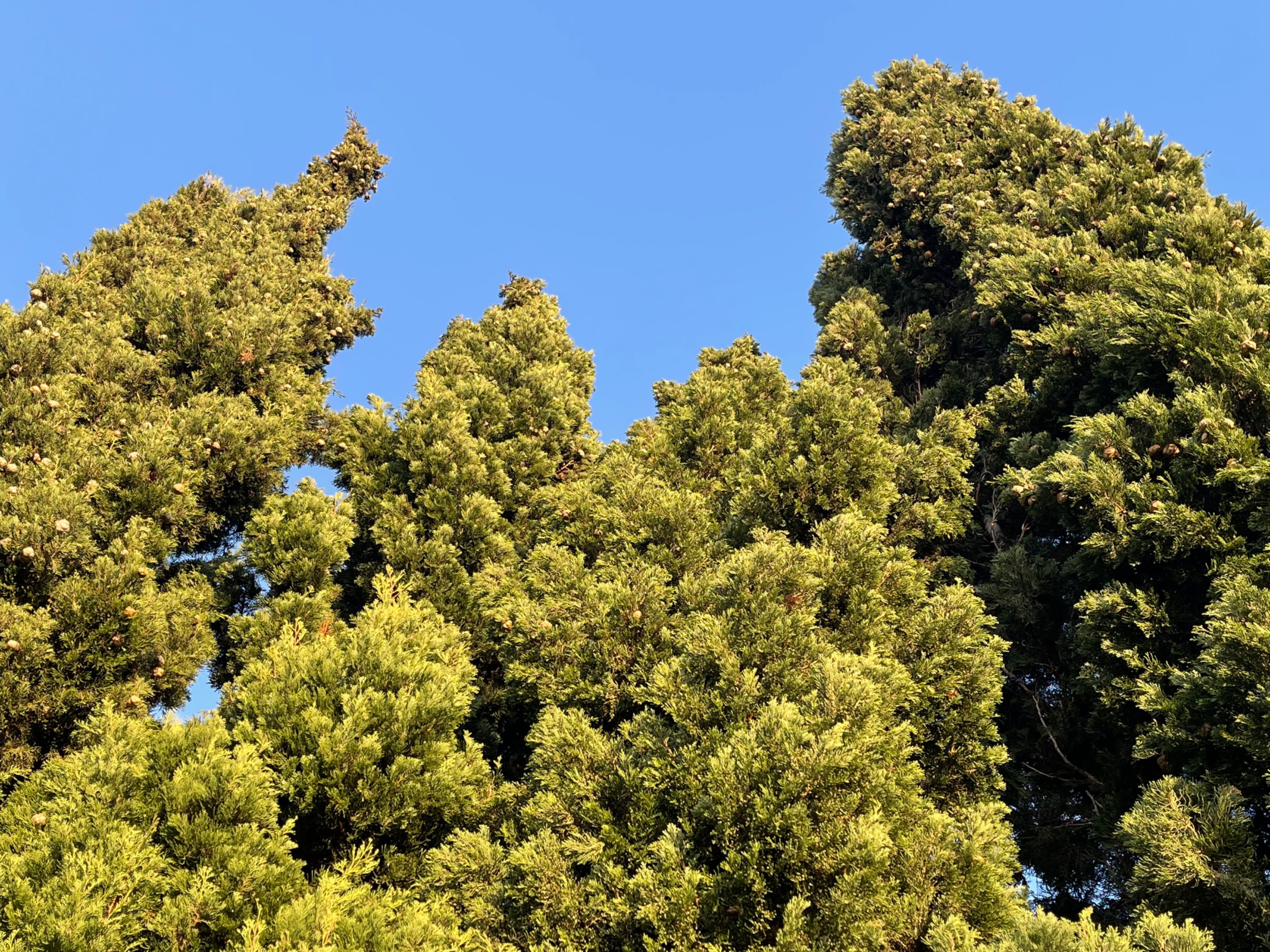 F315BF08-329C-4801-A52E-78D79E3FA886.jpeg