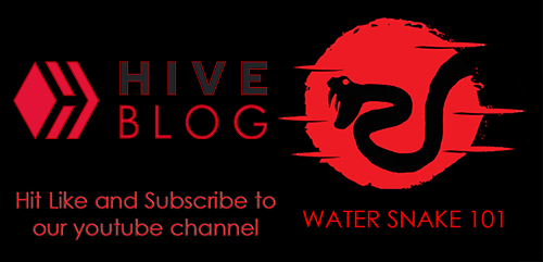 hive