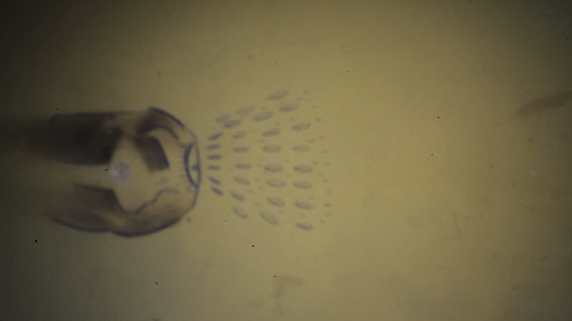 0806B238-61A7-4643-B527-27C642F6A015.jpeg